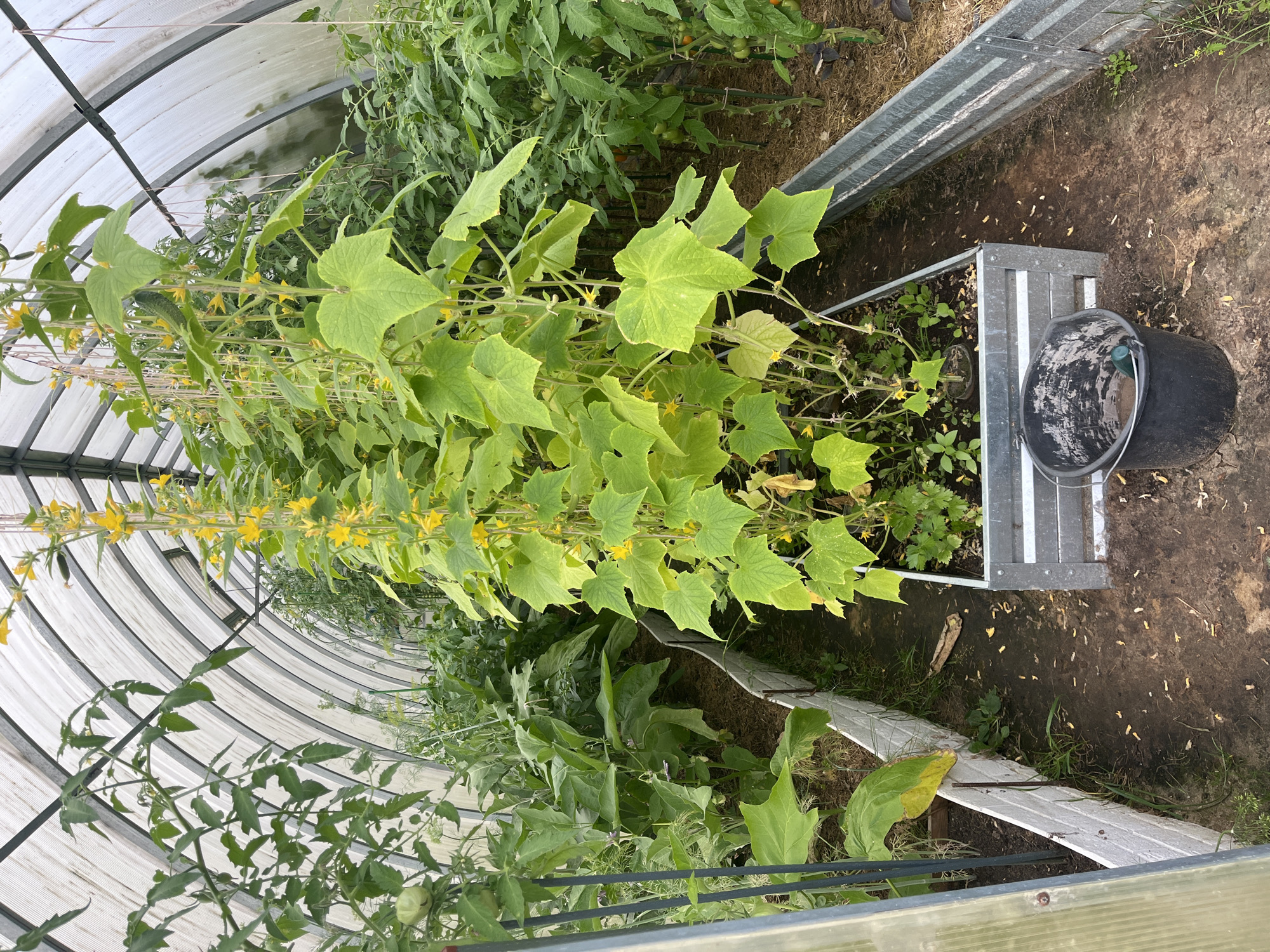 The image depicts a greenhouse located in Vladimirovka, Russia, likely a rural or suburban setting. Inside the greenhouse, several rows of plants are visible, predominantly tall cucumber plants with yellow flowers and large green leaves, trained to grow vertically. To the left, tomato plants with green fruit are also present, along with other leafy green vegetables. The plants are growing in raised beds constructed from corrugated metal and wood. The ground between the beds is covered with soil and some scattered organic debris. A black bucket, partially filled with soil, is placed on the ground in the foreground, next to the cucumber plants. The greenhouse structure itself consists of a transparent, possibly plastic, covering supported by a metal frame. The lighting suggests it is daytime, with diffused light filtering through the greenhouse covering. There are no people or animals visible in the image.