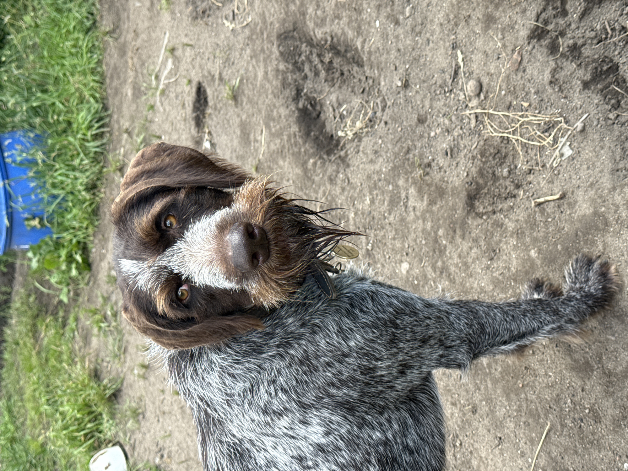 A medium-shot, eye-level outdoor portrait captures a German Wirehaired Pointer dog standing in a muddy, dirt area with sparse grass and a blue plastic barrel in the background. The dog, facing the camera with its head slightly tilted, has brown and white fur with distinctive brown eyebrows and muzzle. Its brown eyes are looking directly at the viewer, and its wet, brown beard hangs down. The dog is wearing a dark collar with a circular, gold tag. The ground is predominantly dirt with scattered dry grass and small pebbles. A white object is visible on the left side of the frame, partially obscured by the dog. The lighting suggests it is daytime.