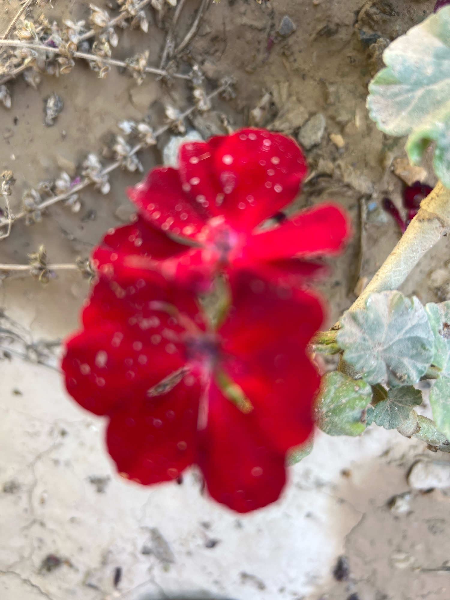A close-up, blurred shot captures a red flower with water droplets on its petals. The flower is positioned in the center of the frame, with its petals spread open. In the background, dry, brown vegetation and light-colored, cracked ground are visible. To the right of the flower, a pale green leaf with intricate veins is partially visible. The lighting is natural and appears to be diffused.