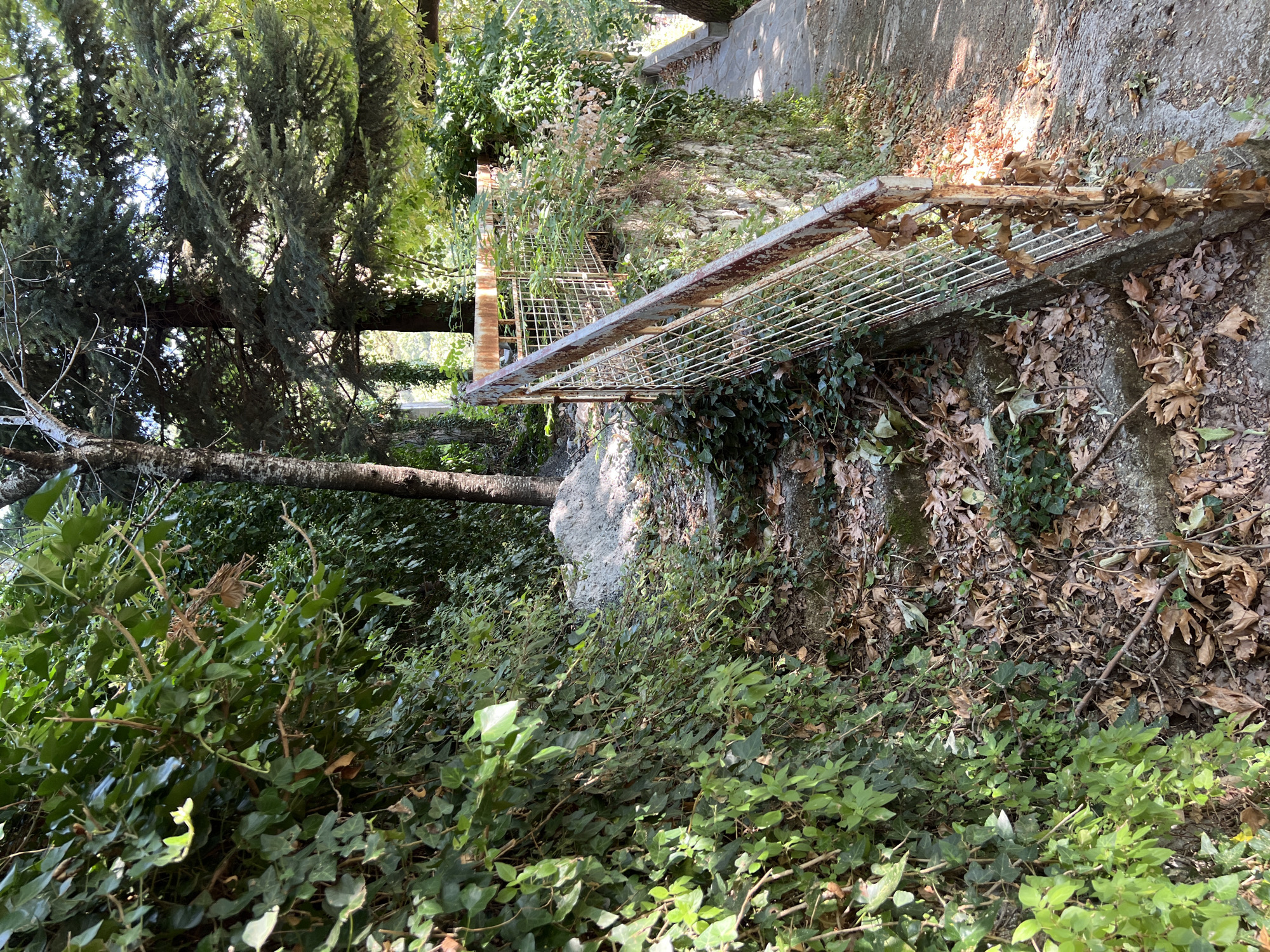 The image depicts a stone staircase overgrown with ivy, situated in a densely vegetated area that appears to be a pathway in the village of Stenis Dirfyos, Greece. The staircase is partially covered with fallen leaves, indicating it may be autumn or a shaded area. A rusty metal railing with wire mesh runs alongside the stairs. To the left, thick ivy covers a wall or embankment. To the right, a concrete pathway is visible, also with some vegetation. In the background, large trees, including what appears to be a coniferous tree, create a canopy overhead, filtering the sunlight. A pile of light-colored material, possibly sand or gravel, is present near the top of the staircase. The scene suggests a natural, somewhat unkempt, outdoor environment.