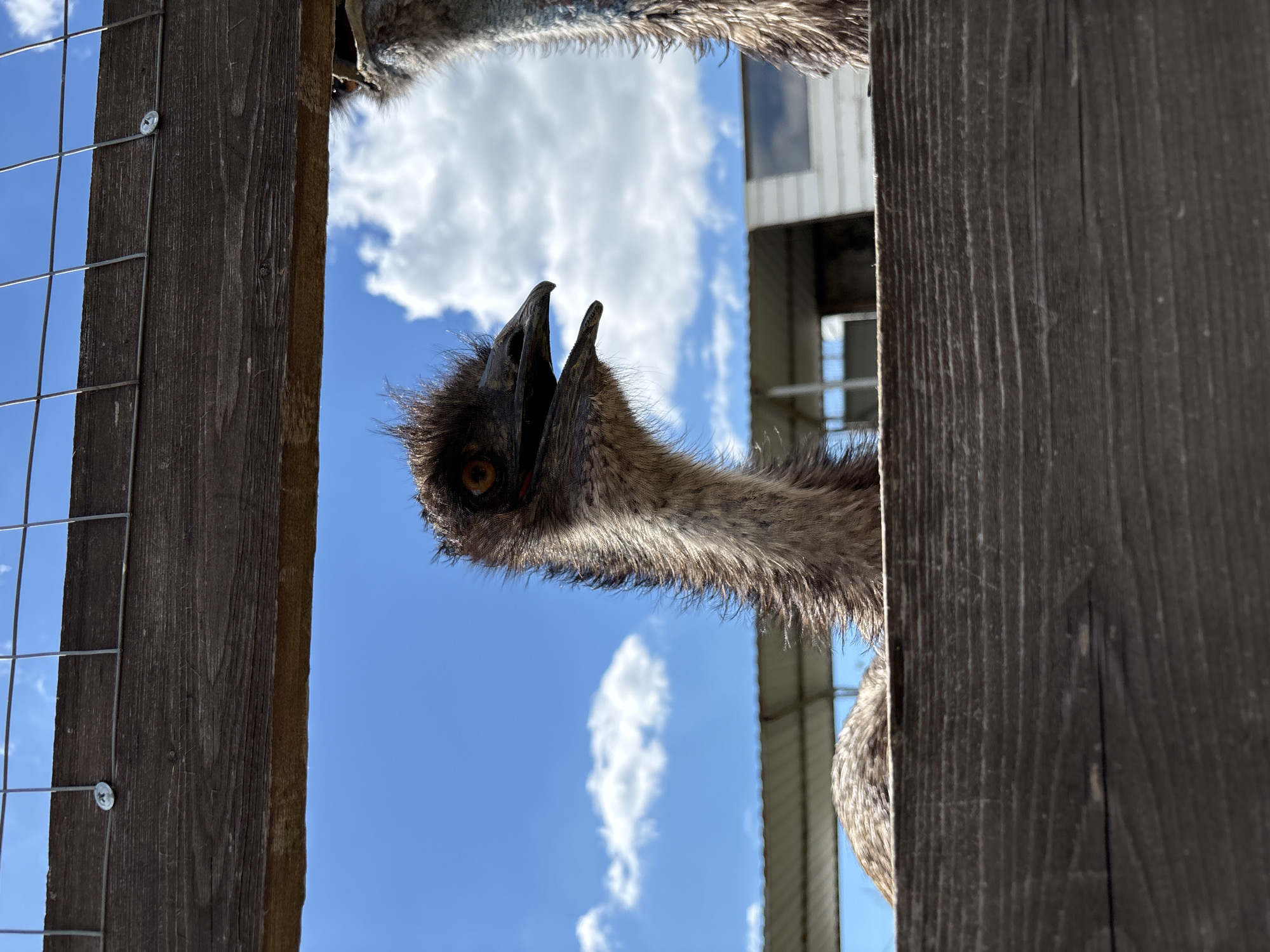 A low-angle shot captures the head and neck of an emu peeking through an opening, likely between two vertical wooden fence posts. The emu's head is tilted, with its beak wide open, revealing the dark interior of its mouth. Its prominent orange-brown eye is clearly visible and directed towards the viewer, suggesting curiosity or vocalization. The bird's head and visible part of its neck are covered in bristly, dark brown-grey feathers.
The foreground is framed by dark wooden posts on either side. A wire mesh fence is attached to the left wooden post. The background features a bright, clear blue sky with scattered white cumulus clouds, indicating a sunny day. To the right, behind the fence and the emu, part of a building with light-colored siding and dark window-like openings is visible, suggesting a farm, stable, or animal enclosure. The overall setting appears to be an outdoor animal exhibit or a private farm in Gay-Kodzor, Russia. No text is visible in the image.