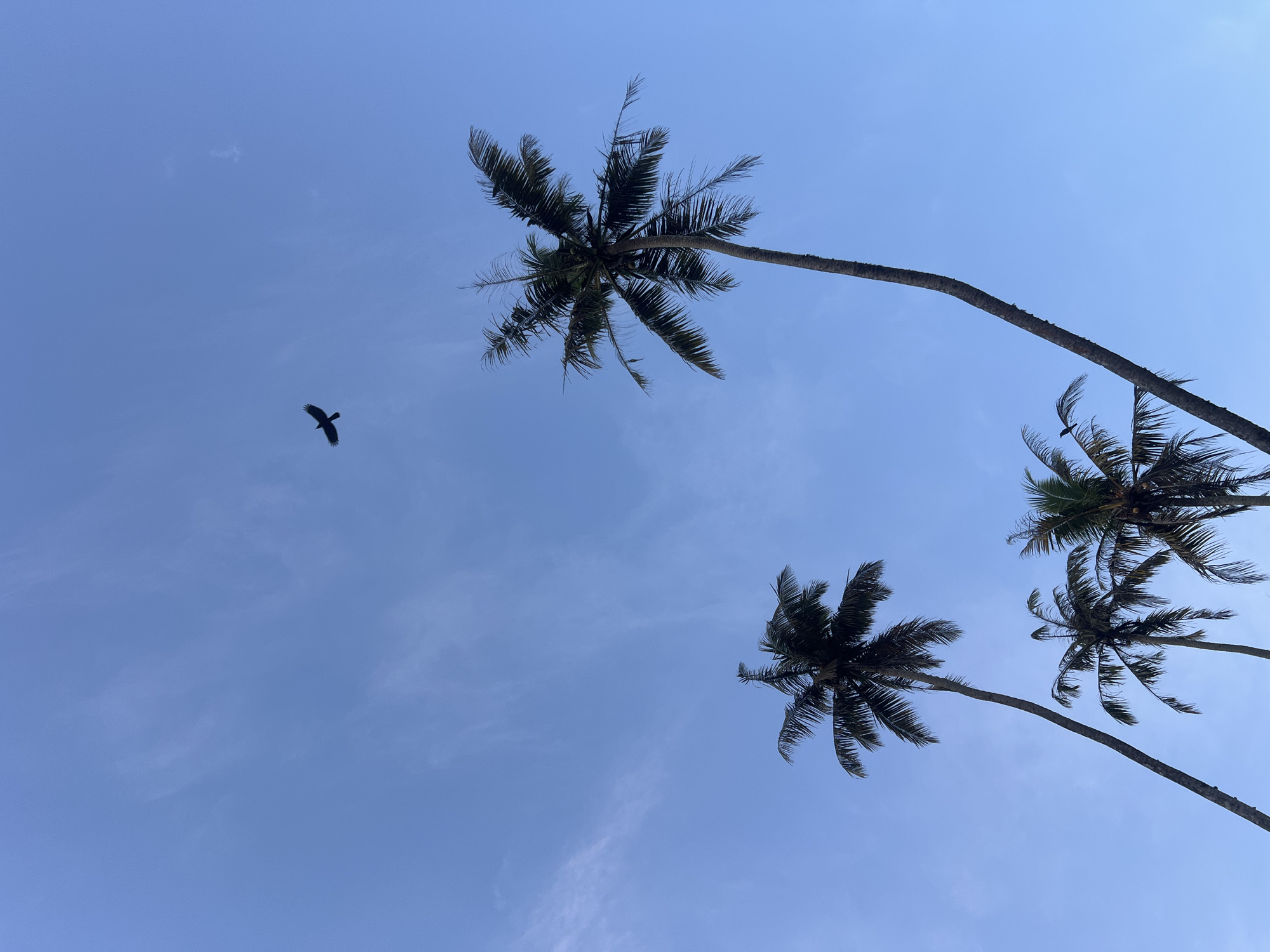 This is a low-angle, full shot of several silhouetted palm trees against a bright blue sky with wispy clouds. A single black bird is visible flying in the upper center of the frame. The image appears to be taken outdoors in Peleana, Sri Lanka, likely during the daytime, given the clear sky and the shadows cast by the trees. The scene evokes a tropical atmosphere, common in coastal areas of Sri Lanka.