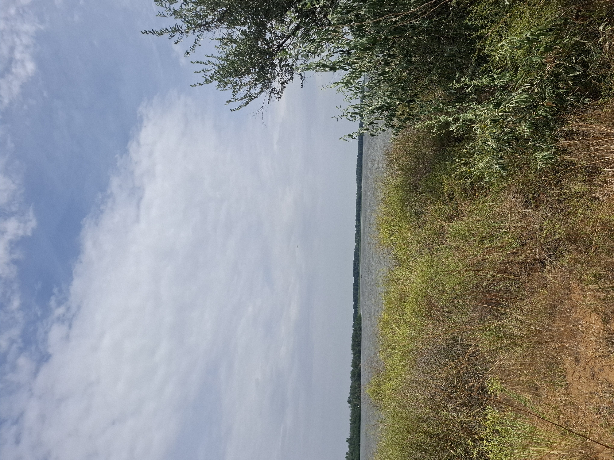 The image depicts a natural scene with a body of water in the background, likely a river, bordered by a treeline on the far bank. The foreground is dominated by dense, wild vegetation, including tall grasses and shrubs with a mix of green and dried brown foliage. On the right side of the frame, a large tree with green, slender leaves extends into the sky. The sky above is partly cloudy, with patches of blue visible through the white and gray clouds. The overall impression is of an undeveloped, possibly rural landscape. There are no people or man-made structures visible in the frame. The scene appears calm and natural.