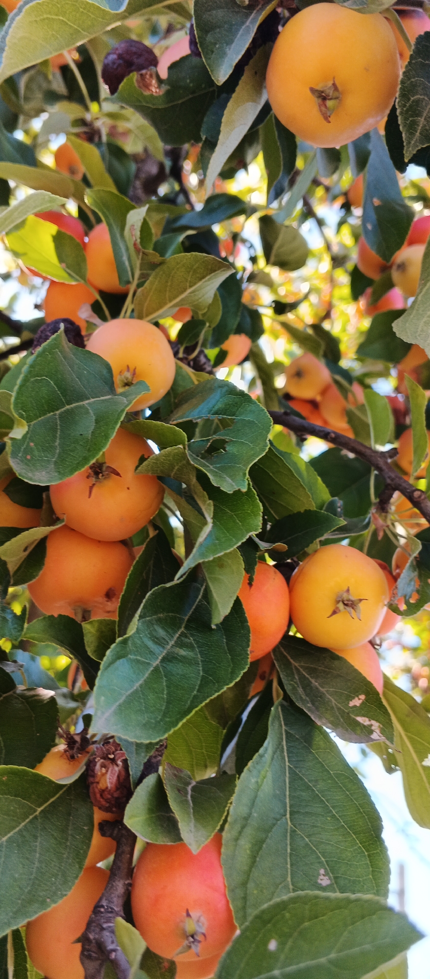 The image shows a close-up view of a crabapple tree branch laden with small, ripe crabapples. The crabapples are predominantly yellow and orange, with some showing hints of red. They are clustered among vibrant green leaves, some of which have visible veins and minor imperfections. The background is softly blurred, suggesting dappled sunlight filtering through the foliage and a bright sky. There are no people visible in the image. The scene is consistent with an outdoor setting, likely a garden or orchard. The provided location of Mukachevo, Ukraine, places this image in a specific geographical context within Eastern Europe.