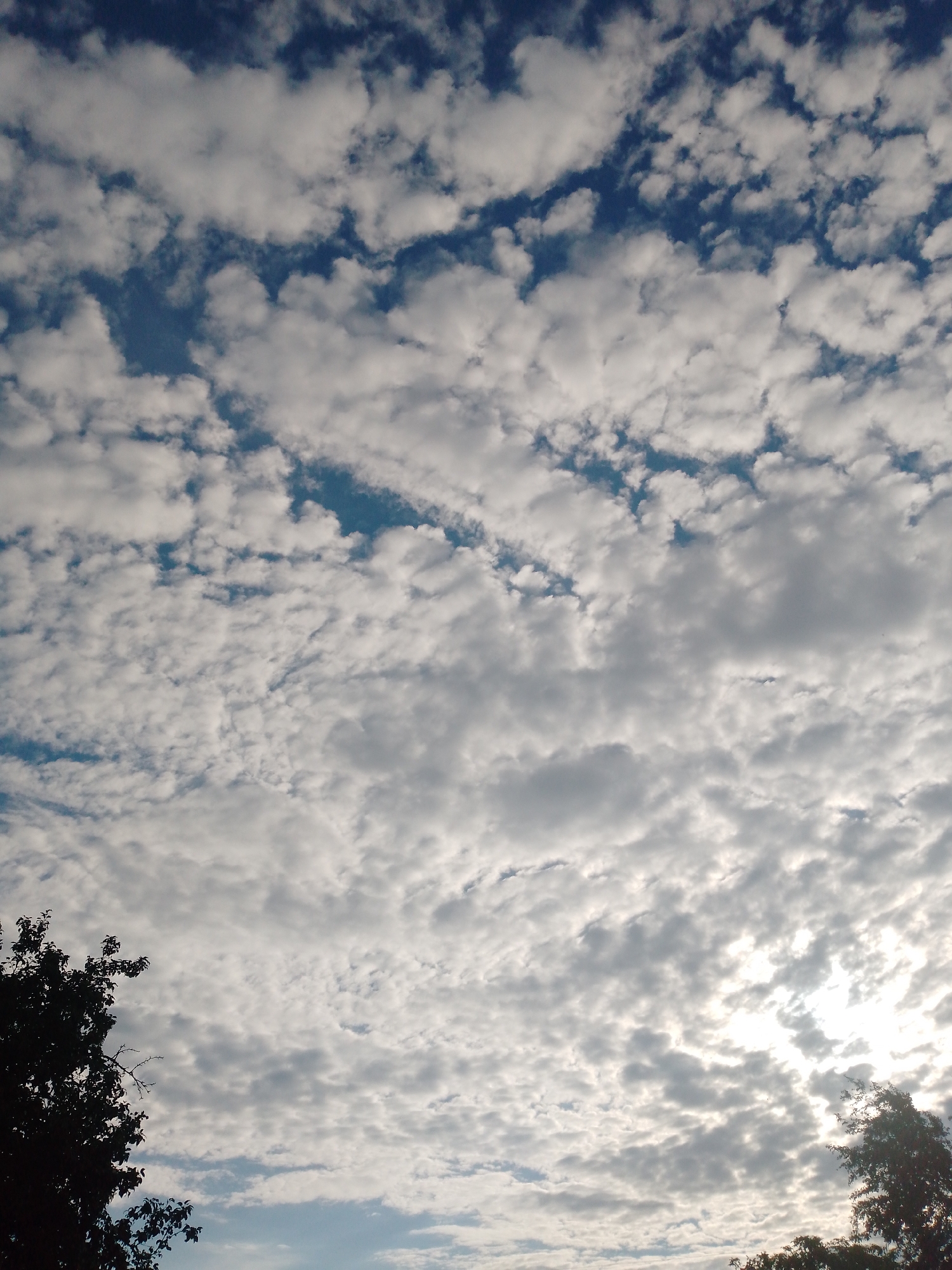 The image depicts a sky filled with scattered cumulus clouds against a deep blue background. The clouds vary in density and texture, with some appearing wispy and others more opaque, casting subtle shadows and allowing sunlight to filter through in places. In the lower left corner, the silhouette of a dark green tree with dense foliage is visible, its branches reaching upwards into the sky. In the lower right corner, a portion of another tree, similarly dark and silhouetted, is present. The scene is likely set outdoors, possibly in a park or a rural area near Ustyvytsia, Ukraine, given the presence of trees and the open sky. There are no people or discernible human activity in the image. The lighting suggests it might be daytime, possibly late afternoon or early morning, given the soft light and cloud formations.