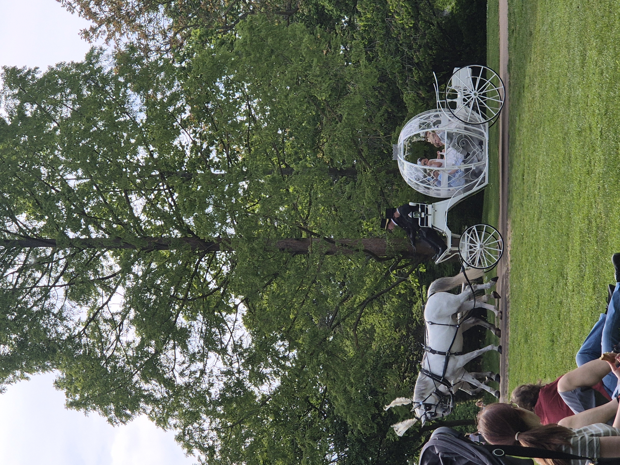 The image depicts a horse-drawn carriage with white horses on a grassy area, likely a park or garden, in West Suffolk, United Kingdom. Two individuals are seated inside the carriage. A driver in formal attire is on the carriage's seat. Several spectators are visible, with some partially obscured in the foreground. A large tree dominates the left side of the image. The weather appears to be fair.