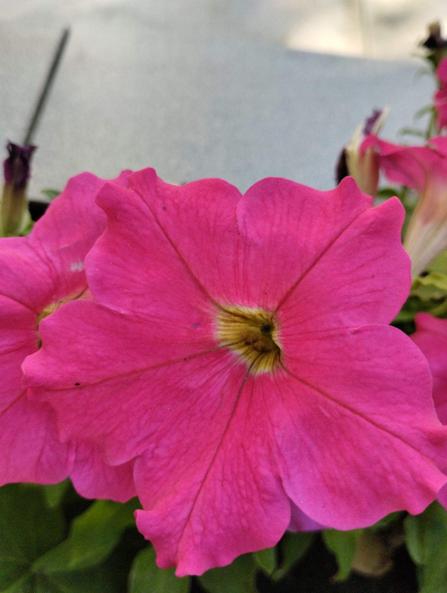 This is a close-up, vertical, eye-level shot of several bright pink petunias in a garden setting. The main focus is on a large, fully bloomed petunia in the foreground, with its velvety petals fanning out from a yellow and brown stamen. Another pink petunia is partially visible to the left. In the background, out of focus, is a light grey, textured surface, possibly a wall or planter. There are also hints of green foliage. The scene is outdoors, likely in a park or garden in Kostanay, Kazakhstan. No people are visible in the image.