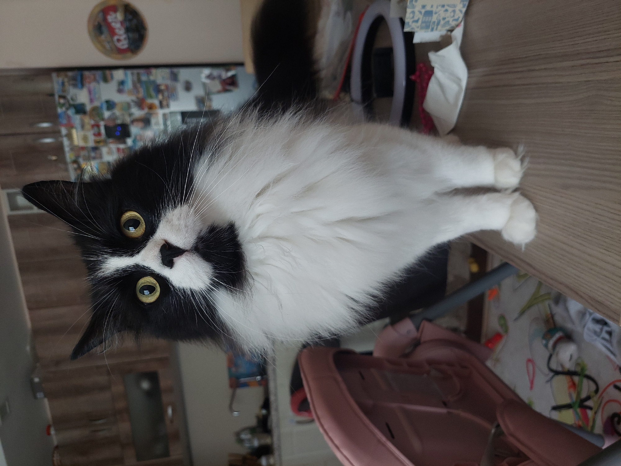 A medium shot presents a black and white cat with yellow eyes, lying on a light brown wooden surface. The cat faces the camera. The background features a kitchen cabinet decorated with numerous items, and a Coca-Cola sign on the wall. A ring light and some paper are to the right of the cat. The floor underneath the table contains a pink item and a child's play area with toys. Given the information provided, I am unable to confirm or deny that this image was taken in Plovdiv, Bulgaria.