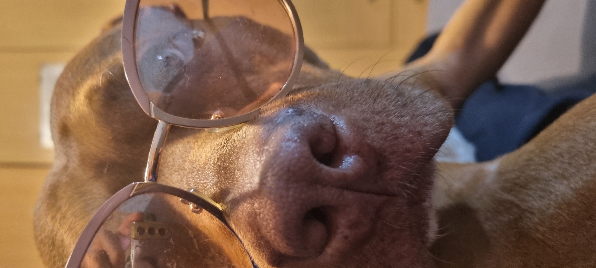 A close-up shot focuses on a brown dog wearing rose-tinted glasses. The dog's snout is prominently featured, with its nostrils clearly visible. The glasses are perched on its face, obscuring its eyes. The background is slightly out of focus, revealing a cabinet with visible drawers and what appears to be a dark pillow. The environment suggests an indoor setting.