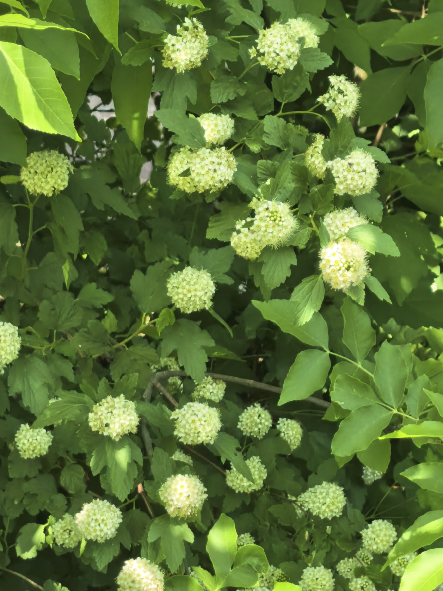 The image shows a bush with green leaves and clusters of small, round, white flowers. The leaves have varying shapes and sizes, with some being more oval and others more lobed. The flowers are densely packed together in spherical formations. The lighting is bright and appears to be natural sunlight. The setting is likely outdoors, as it shows a natural plant. The location in Sterlitamak, Russia is unknown without further context.