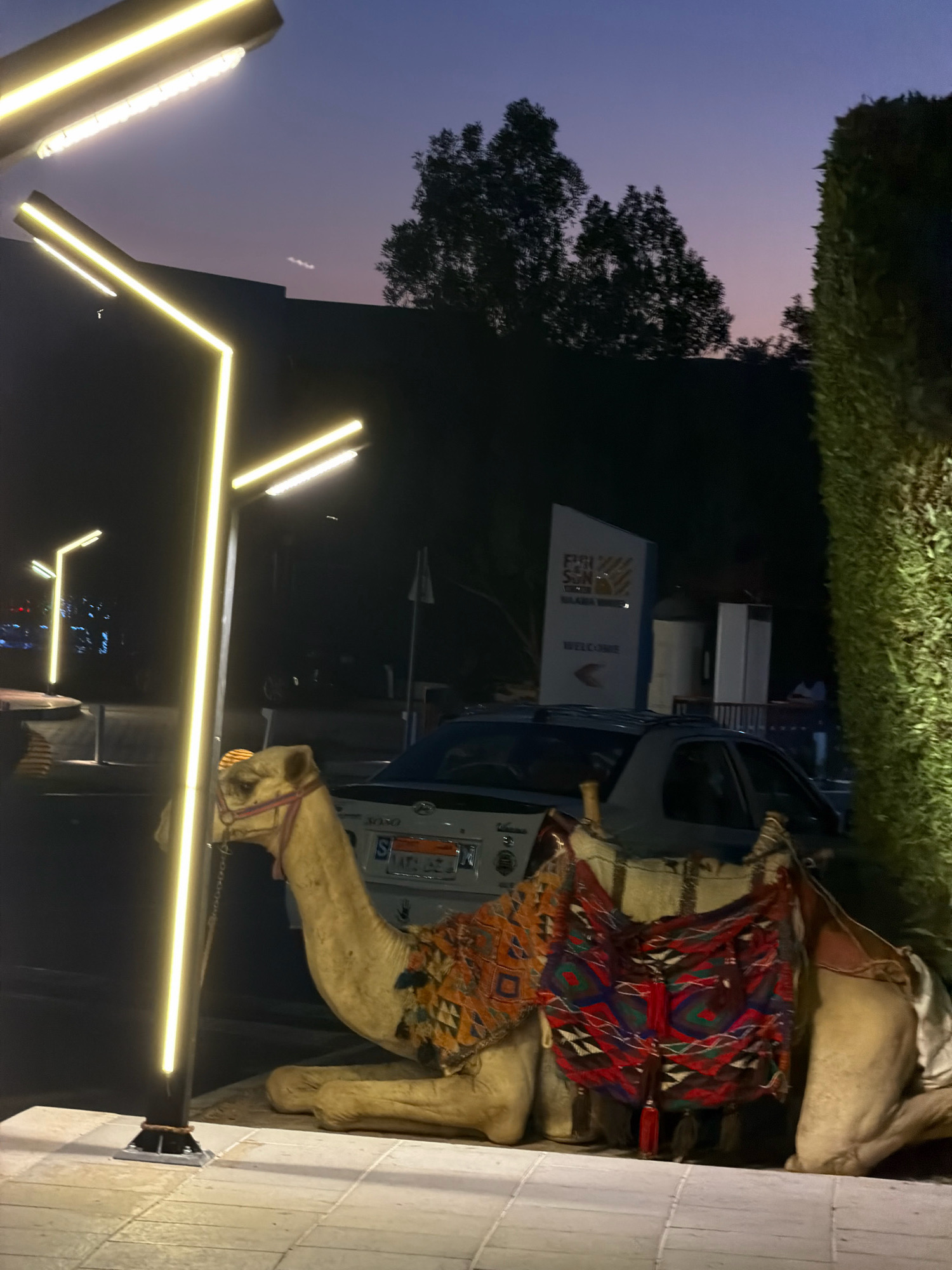 The image depicts a camel resting on a tiled walkway in Sharm El Sheikh, Egypt, during twilight. The camel is adorned with a colorful, patterned saddle blanket. In the background, a car is parked, and a large sign displays "WELCOME" with an arrow pointing left. Modern, illuminated streetlights with yellow LED lights are prominent in the foreground, adding a bright contrast to the darkening sky and silhouetted trees. The overall atmosphere is serene, suggesting an evening in a public or tourist area.