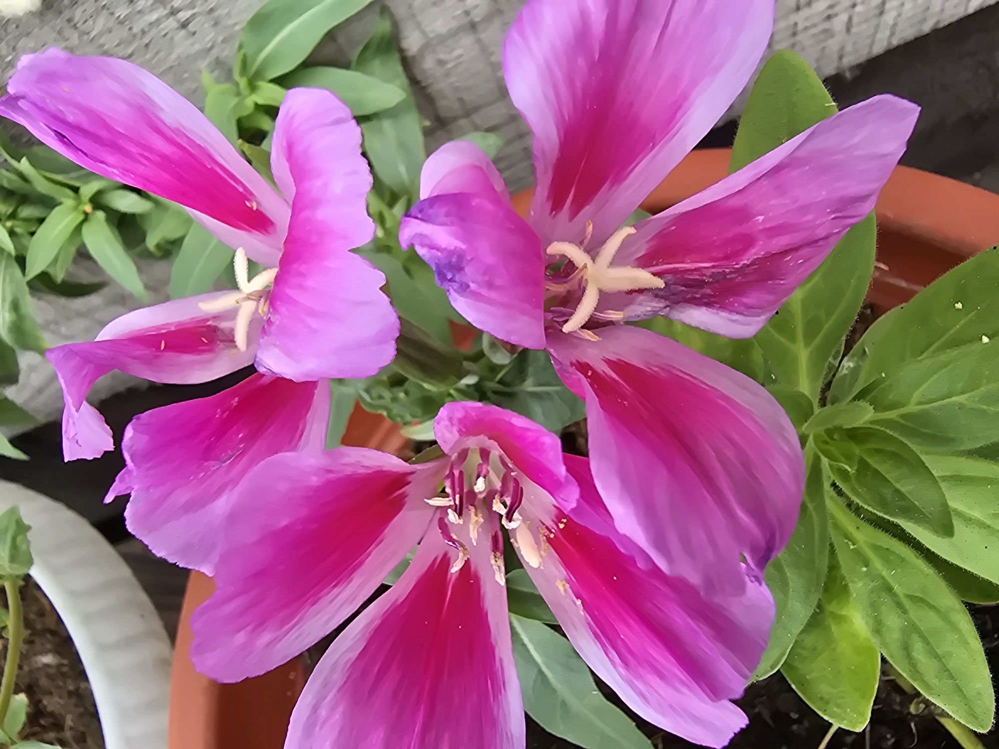 A close-up, high-angle shot shows several vibrant pink flowers with delicate, light-colored stamens in the center. The petals are a gradient of deep magenta to lighter pink, with some having a translucent quality. The flowers appear to be in a terracotta pot, with green leaves visible around the base. The background is blurred, showing hints of a white pot and a textured surface, possibly a wooden deck or pavement. There are no people or animals present. The image captures the intricate details of the flowers, highlighting their delicate structure and color variations.