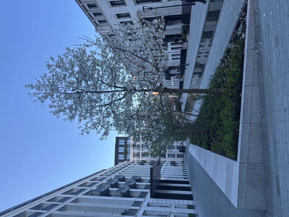 This image captures a wide-angle exterior view within Chelsea Barracks, Belgravia, City of Westminster, London, United Kingdom. The scene depicts a modern urban street or plaza under a clear, light blue sky, suggesting either early morning or late afternoon.
On the left, a multi-story building constructed with light-colored stone features numerous balconies with dark metal railings. A dark, modern canopy extends over an entrance further down this building. Adjacent to the building, a light grey paved walkway is visible.
In the midground, a prominent deciduous tree in full white blossom stands centrally, with numerous white petals scattered on the ground and a reflective water feature. To its immediate left, a smaller tree or shrub line is planted within a raised, light grey granite-clad planter containing green foliage.
To the right of the flowering tree, a narrow, rectilinear water channel runs parallel to the street, reflecting the sky and surrounding buildings. White petals from the tree are visible floating on and along the edges of the water. Beyond the water feature, another multi-story building, similar in contemporary architectural style to the one on the left, lines the street with dark-framed windows.
On the far right, a human figure in dark clothing is partially visible, walking away from the camera. Further down the street on the right, two additional smaller human figures are discernible near the buildings. On the left, a dark-colored vehicle is parked further down the paved area. The overall environment is clean, structured, and displays contemporary urban design.