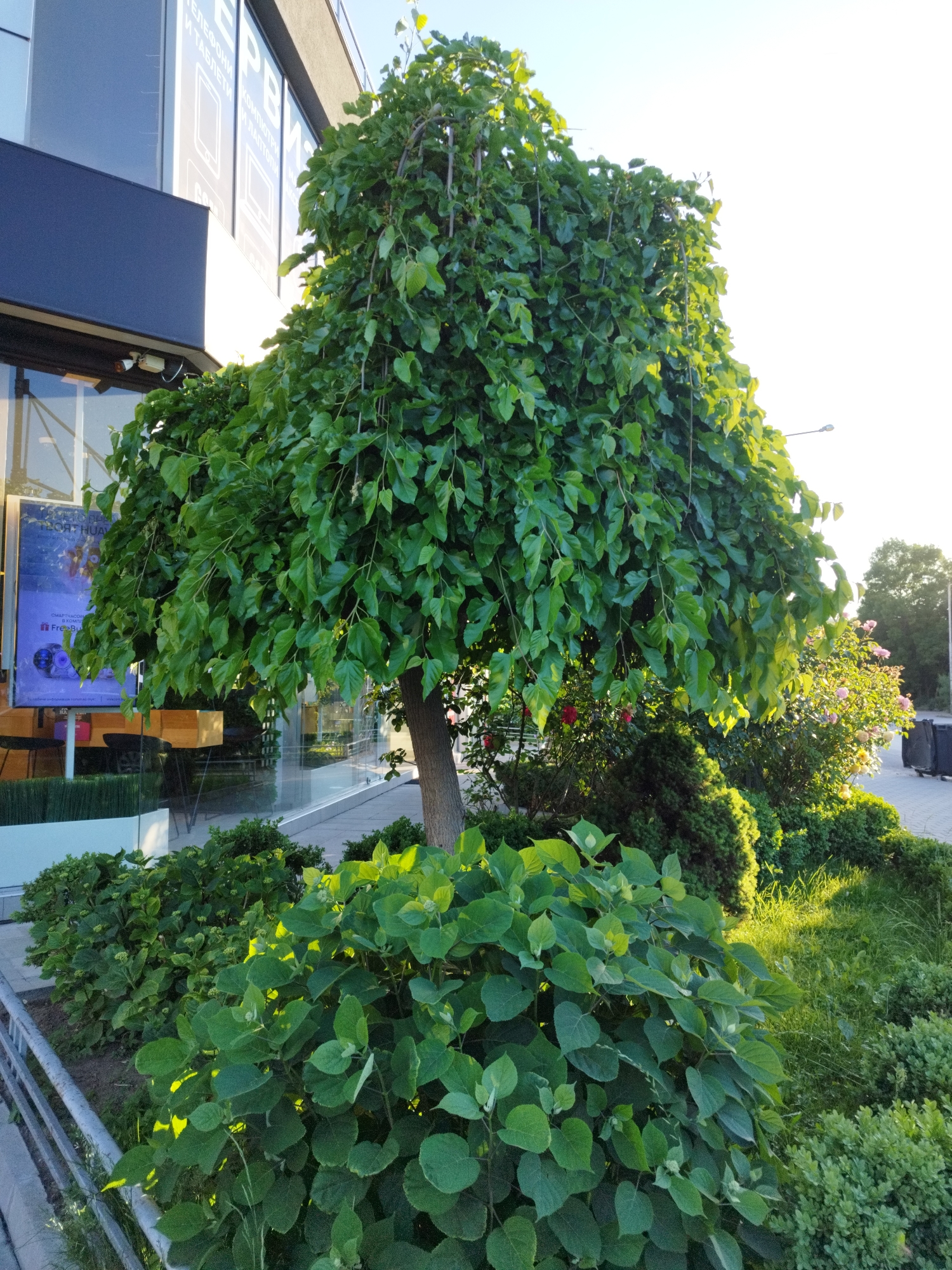 The image shows a tree with a dense, rounded canopy situated in front of a modern building with glass windows. The building appears to be a commercial establishment, potentially a store, as suggested by the posters visible through the glass. The tree's leaves are lush and green, and there are smaller bushes and shrubs planted around its base. In the background, other trees and greenery can be seen, along with a streetlight. The location is likely in an urban area in Sofia, Bulgaria. The overall scene suggests a well-maintained landscaping around a building.