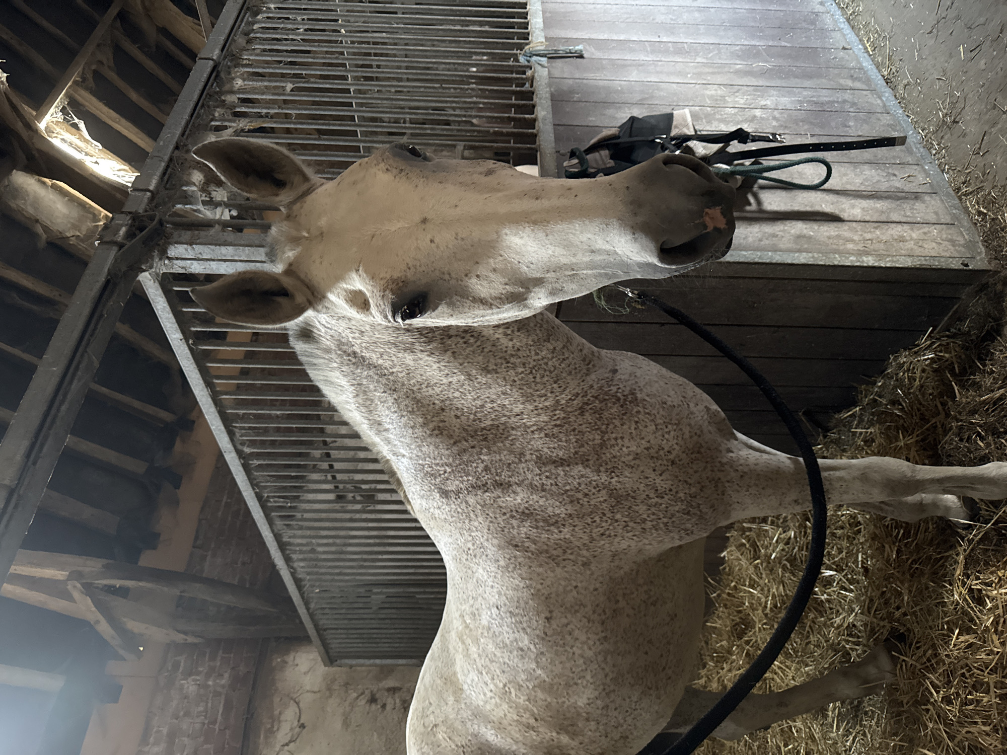 An albino horse is standing in a stable. The horse is facing forward and is looking at the camera. The horse's coat is white with brown spots. The horse's mane is short and brown. The horse's tail is long and white. The stable is made of wood and has a metal fence. There is hay on the floor of the stable. The stable is located in Estaimpuis, Belgium.