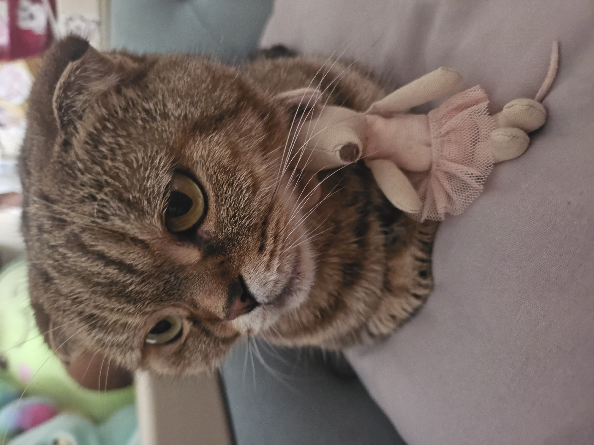A close-up, eye-level shot shows a tabby Scottish Fold cat lying down, its head tilted to the left. The cat has green eyes and is looking downwards and to the left. A small, plush toy mouse, wearing a pink tutu, is positioned near the cat's face, with its head resting on the cat's fur. The background is blurred, with hints of colorful plush toys and a patterned surface. The foreground is a soft, light-colored fabric. There is no identifiable location information for Ulyanovsk, Russia in the image.