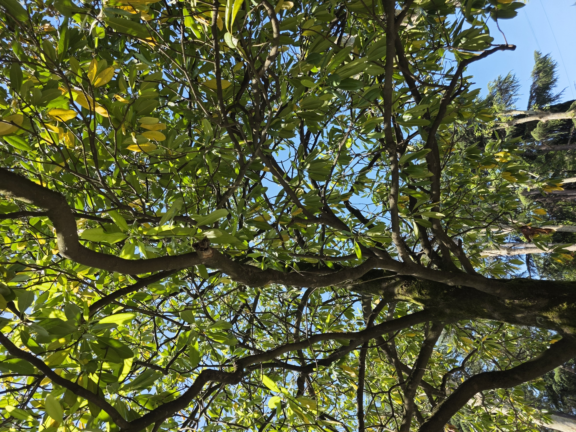 The image captures an upward perspective into the dense, leafy canopy of a large tree, likely within the subtropical climate of Sochi, Russia. Thick, gnarled branches, some adorned with moss, stretch across the frame, creating an intricate pattern against the sky. The tree's leaves are predominantly a vibrant green, with many exhibiting a brighter, almost yellowish-green hue, suggesting areas where sunlight directly hits the foliage.
Patches of clear, bright blue sky are visible between the clusters of leaves and branches, indicating a sunny day. In the upper right background, the tops of dark green conifer trees can be seen, partially obscured by the main tree's foliage, adding depth to the natural setting. The sunlight filters through the leaves, creating bright highlights and a dappled light effect. No human subjects or specific activities are depicted. The scene is static, focusing on the natural beauty of the tree under a clear sky. There is no visible text in the image.