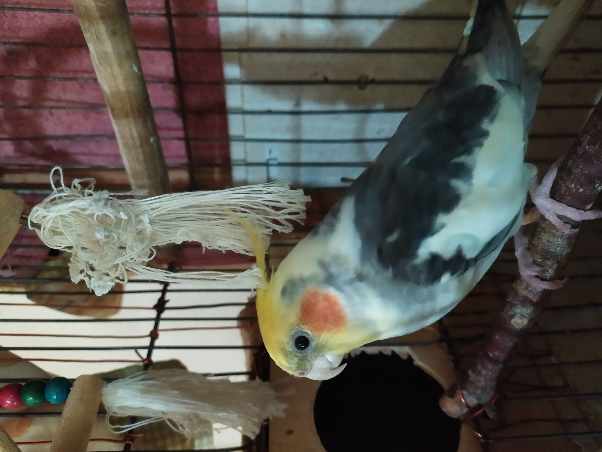 A cockatiel is perched on a wooden branch inside a birdcage. The bird has a yellow crest, white and grey feathers, and orange cheek patches. It is looking to the left. The birdcage has wooden perches, metal bars, and a hanging toy made of white string. The background appears to be a wall covered with red fabric. The image was taken in Bilajari, Azerbaijan.