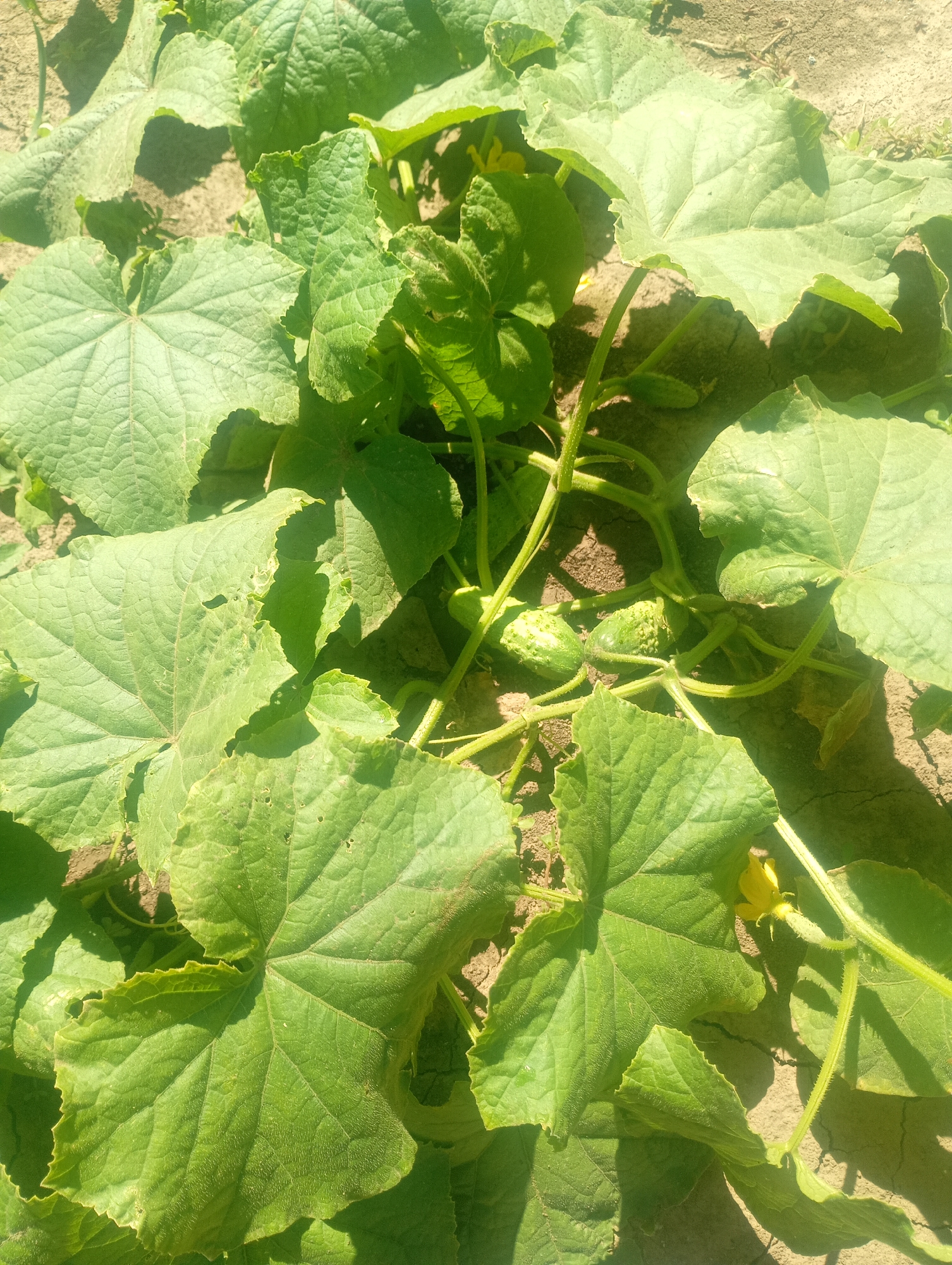 The image displays a close-up view of cucumber plants growing in soil. Several large, green, lobed leaves dominate the foreground, with some casting shadows on the light brown, dry earth. A vine with fuzzy stems winds through the foliage, bearing two small, bumpy, immature cucumbers and one yellow flower. The overall scene suggests a garden or agricultural setting in Popivka, Ukraine, under bright sunlight.