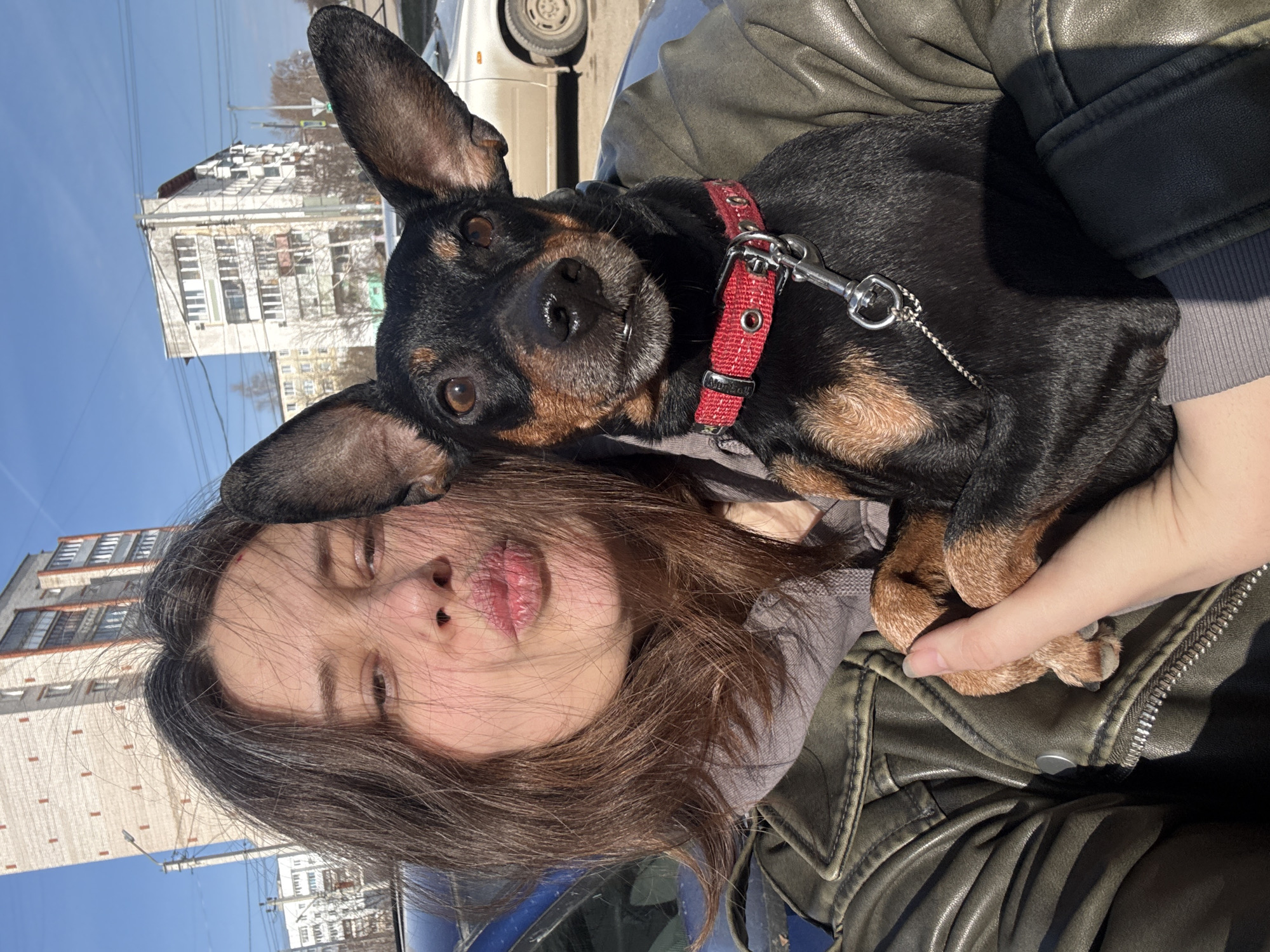 The image, taken in portrait orientation but displayed rotated 90 degrees clockwise, captures a young woman taking a selfie outdoors with her dog on a bright, sunny day. The woman, positioned on the left side of the frame (when viewed upright), has long brown hair and looks directly at the camera with a playful "duck face" expression, her lips slightly puckered. She is wearing a dark olive green leather jacket over a grey hooded top.
She is holding a small, short-haired dog close to her chest. The dog, likely a Dachshund or Miniature Pinscher mix, has black fur with distinct tan markings on its face, chest, and paws, and features prominent erect ears and dark brown eyes. It wears a bright red fabric collar with a silver D-ring and leash clip. A small white tag on the collar has partially visible text, possibly "Mon_dal." The dog is also looking towards the camera with a calm, curious expression.
The background reveals a clear blue sky, indicating bright, sunny weather during daytime. Several multi-story buildings, consistent with Soviet-era architecture often found in Chaikovsky, Russia, are visible. These buildings feature repetitive window patterns. Utility poles and power lines crisscross the upper sky. A portion of a light-colored car is also visible behind the subjects. The scene conveys a casual and affectionate moment between the woman and her pet outdoors.
