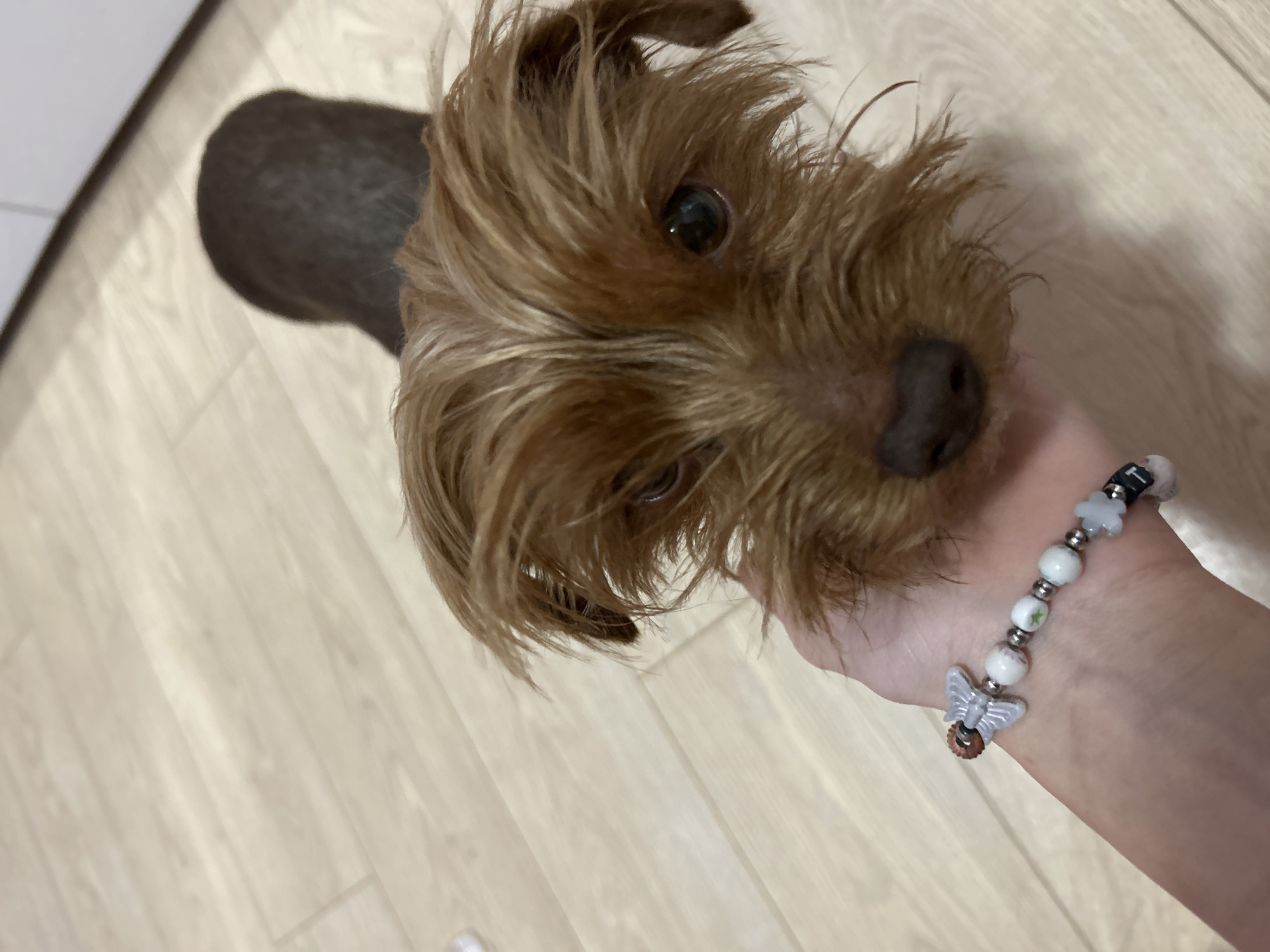 A close-up, high-angle shot features a small dog being held by a human hand, set against a light-colored wooden floor indoors. The dog, likely a terrier breed, has shaggy, light brown fur that covers most of its face, including its dark, alert eyes and black nose. It looks directly upwards towards the camera, appearing curious and attentive. The dog's body is largely out of frame, with only a dark, blurry shape visible behind its head.
A light-skinned human hand gently supports the dog's head from the lower right. The hand wears a beaded bracelet composed of several white spherical beads, some adorned with small green star or circular patterns, interspersed with silver-colored spacer beads. A distinct silver-toned butterfly charm is attached, along with a small, striped brown and white bead. A black square bead featuring a white letter "T" is also visible on the bracelet.
The background consists of a clean, light-toned wooden floor with visible plank patterns. The lighting is soft and even, typical of an indoor environment. There are no visual cues to determine the time of day or weather. The provided context indicates the image was taken in Plovdiv, Bulgaria.