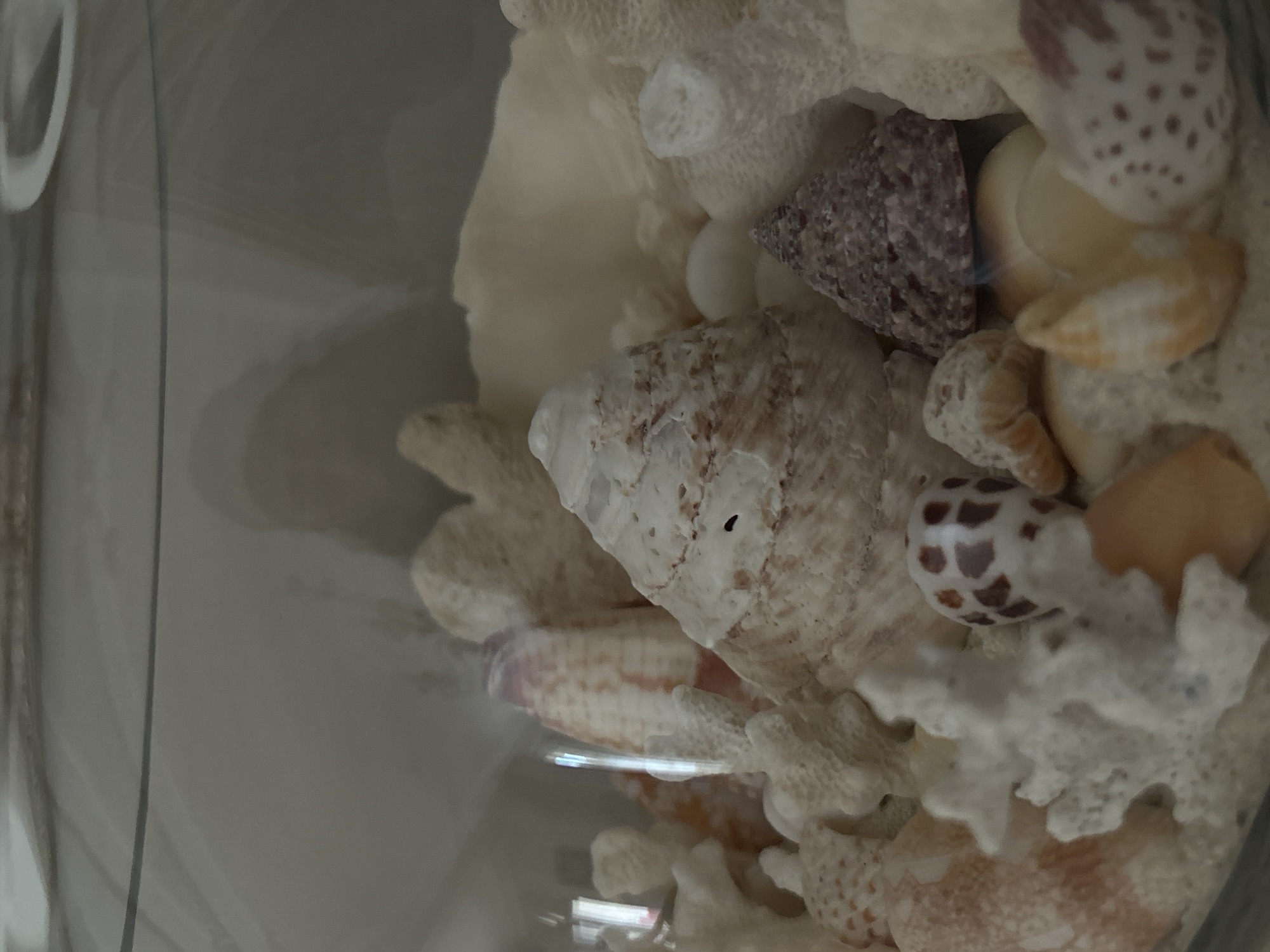 The image shows a close-up view of various seashells and coral fragments inside a glass container. The shells are of different shapes, sizes, and colors, ranging from white and beige to brown and purple. The coral fragments are predominantly white and have a branching structure. The glass container is visible in the background.
There is no information available to determine the location of this scene in the city of Plovdiv, Bulgaria. The image only depicts a collection of seashells and coral inside a glass container.