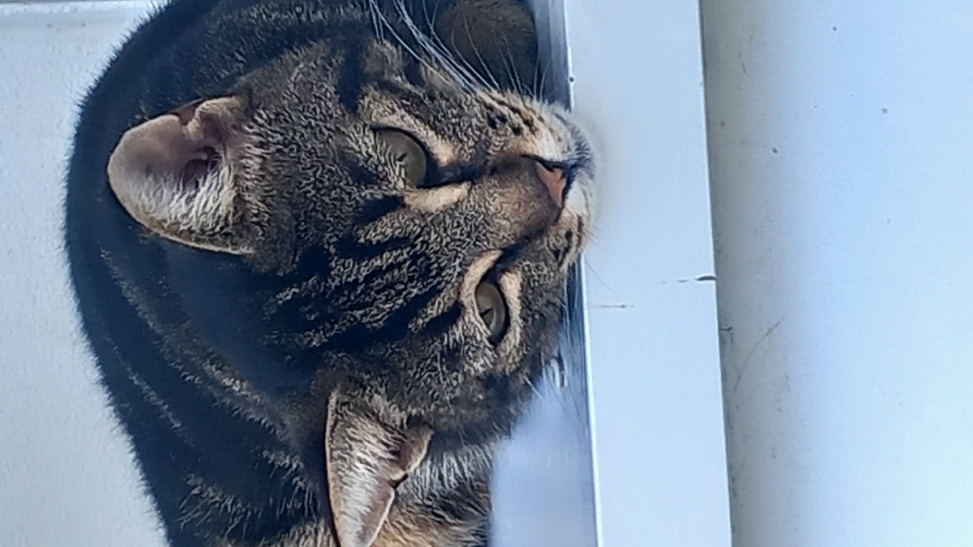 The image shows a close-up of a tabby cat lying on a white ledge. The cat has black and brown striped fur, green eyes, and a pink nose. It is looking downwards with a relaxed expression. The ledge appears to be made of a smooth, possibly painted material, and has some minor surface imperfections. The background is a blurred, light blue. The scene is outdoors, likely on a windowsill or balcony. There are no people or other animals visible in the image. The location in the city of Άγιος Νεκτάριος, Greece, cannot be determined from the visual information provided in the image.