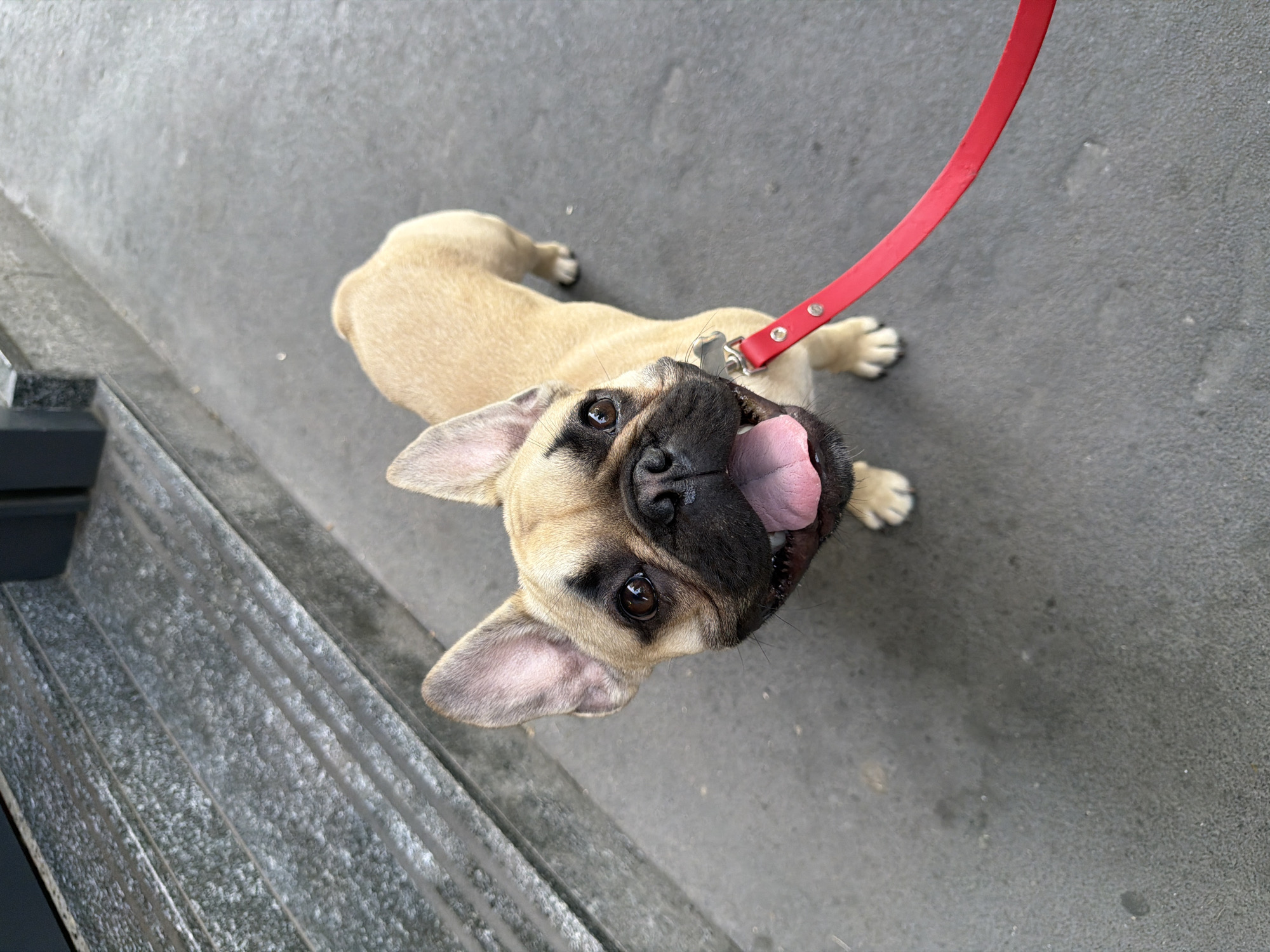 A fawn-colored French Bulldog with a black muzzle lies on a grey concrete surface. The dog has a red leash attached to its collar and is looking upwards with its tongue sticking out. The dog is positioned near the edge of a corrugated metal or concrete structure. The location is unknown.