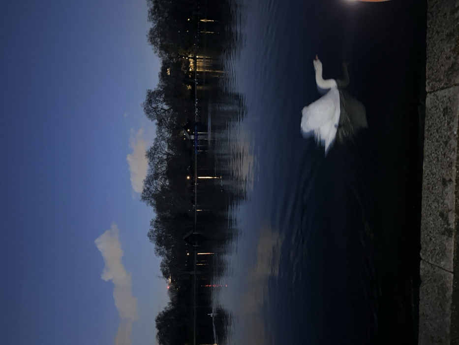 A nocturnal landscape featuring a body of water, possibly a lake or river, reflecting lights from trees and buildings on the opposite bank. A swan glides on the water, its white plumage contrasting with the dark surface. The sky transitions from a deep blue to a lighter shade near the horizon, with scattered clouds. A textured edge, likely a wall or embankment, borders the right side of the image.
