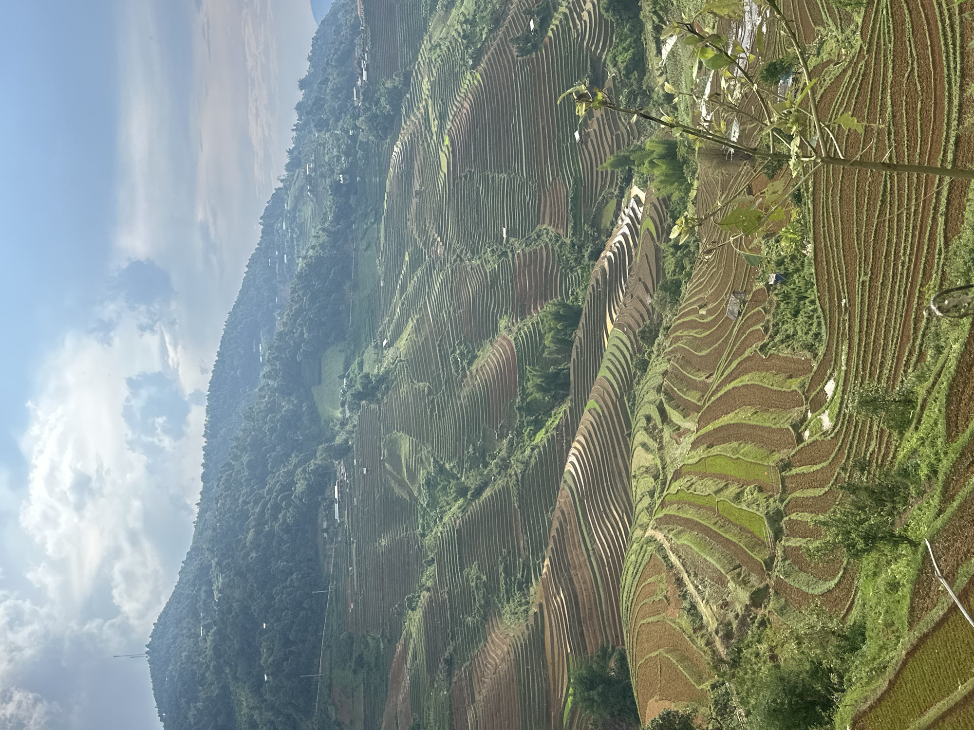 This image captures a breathtaking panoramic view of extensive terraced rice fields cascading down steep mountainsides, characteristic of the mountainous landscapes found in regions like Lao Chai, Vietnam. The terraces form intricate, undulating patterns across the hills, showcasing varying stages of cultivation. Some paddies appear as rich brown earth, possibly recently tilled or flooded with water reflecting the sky, while others are vibrant green with young rice shoots, creating a striking mosaic of colors and textures.
The mountains themselves are heavily forested with lush green trees, especially along the upper ridges and in uncultivated areas, providing a dense natural backdrop to the meticulously crafted fields. Scattered amidst the trees and along the contours of the terraces are numerous small, light-colored structures, likely dwellings or agricultural buildings, indicating human settlement and activity within this remote landscape.
The sky above is a bright blue with scattered, soft white clouds, suggesting a clear day, possibly morning or early afternoon given the natural illumination. In the immediate foreground on the right, a leafy tree branch is visible, slightly out of focus, adding a sense of depth to the expansive scene. The image portrays a tranquil yet awe-inspiring vista, emphasizing the harmony between human agricultural endeavors and the natural environment. No visible text is present in the image.