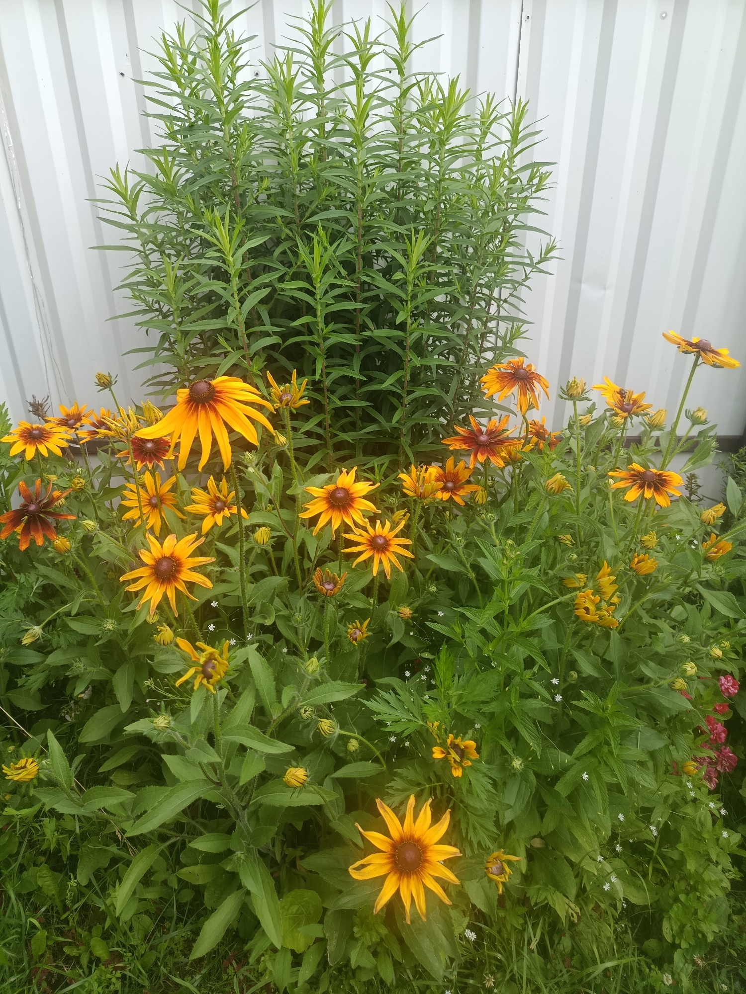 In the city of Vereya, Russia, a cluster of rudbeckia flowers, commonly known as black-eyed Susans, is in full bloom. The flowers, with their characteristic yellow petals and dark brown centers, are interspersed with lush green foliage. Some of the rudbeckia flowers are fully open, while others are still in bud, showing varying stages of development. A tall, slender plant with thin, pointed leaves stands behind the rudbeckia, providing a contrasting texture and height to the scene. The entire arrangement is set against a backdrop of a light-colored, corrugated metal fence, suggesting an outdoor garden setting. The ground is covered with green grass and other smaller, less conspicuous plants. The overall impression is one of a vibrant and flourishing garden, likely captured during the daytime under natural light.