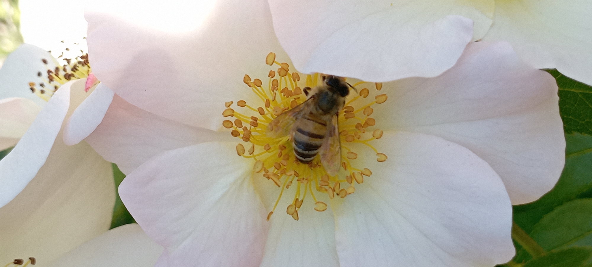 A close-up, overhead shot shows a bee collecting pollen from the center of a white rose. The bee is positioned horizontally, with its head facing right. Its body is striped black and yellow, and its wings are visible. The rose has delicate white petals that are slightly tinged with pink at the edges. The center of the flower is filled with yellow stamens and brown pollen. The background is softly blurred, with hints of green leaves and sunlight. The image was taken in the city of Radisne, Ukraine.