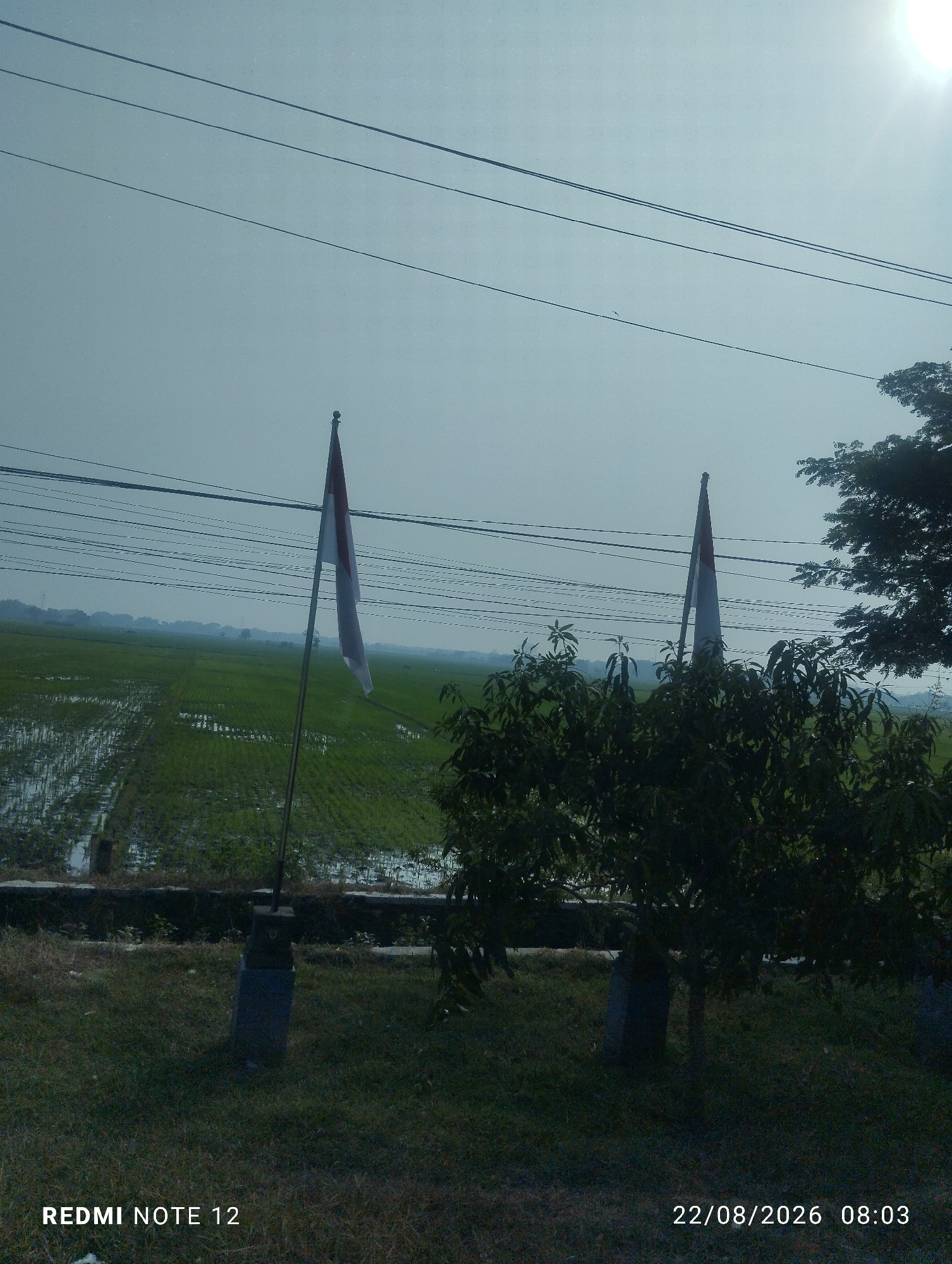 The image depicts an outdoor scene with two Indonesian flags, one on the left and one on the right, planted in the foreground. The flags are red and white, with the red stripe on top and the white stripe below. The flag on the left is slightly tilted, while the flag on the right is more upright. Both flags are attached to flagpoles, and the flagpole on the left rests on a concrete base.
Behind the flags, a vast green rice paddy field stretches into the distance, reflecting the sky. The field appears to be partially flooded, indicating it is a rice field during the cultivation season. Several power lines run horizontally across the sky above the field.
On the right side of the image, a dense tree with dark green foliage obscures part of the background. The ground in the immediate foreground is covered with dry grass and some sparse vegetation.
The sky is bright and hazy, with the sun visible as a bright spot in the upper right corner, suggesting it is daytime. The overall atmosphere is serene and rural.
The text "REDMI NOTE 12" is present in the bottom left corner, and "22/08/2026 08:03" is in the bottom right corner, indicating the device used and the date and time the photo was taken. Based on the visual context of rice paddies and the presence of Indonesian flags, the location is likely a rural area in Indonesia, possibly Jetak, Indonesia, known for its agricultural landscape.