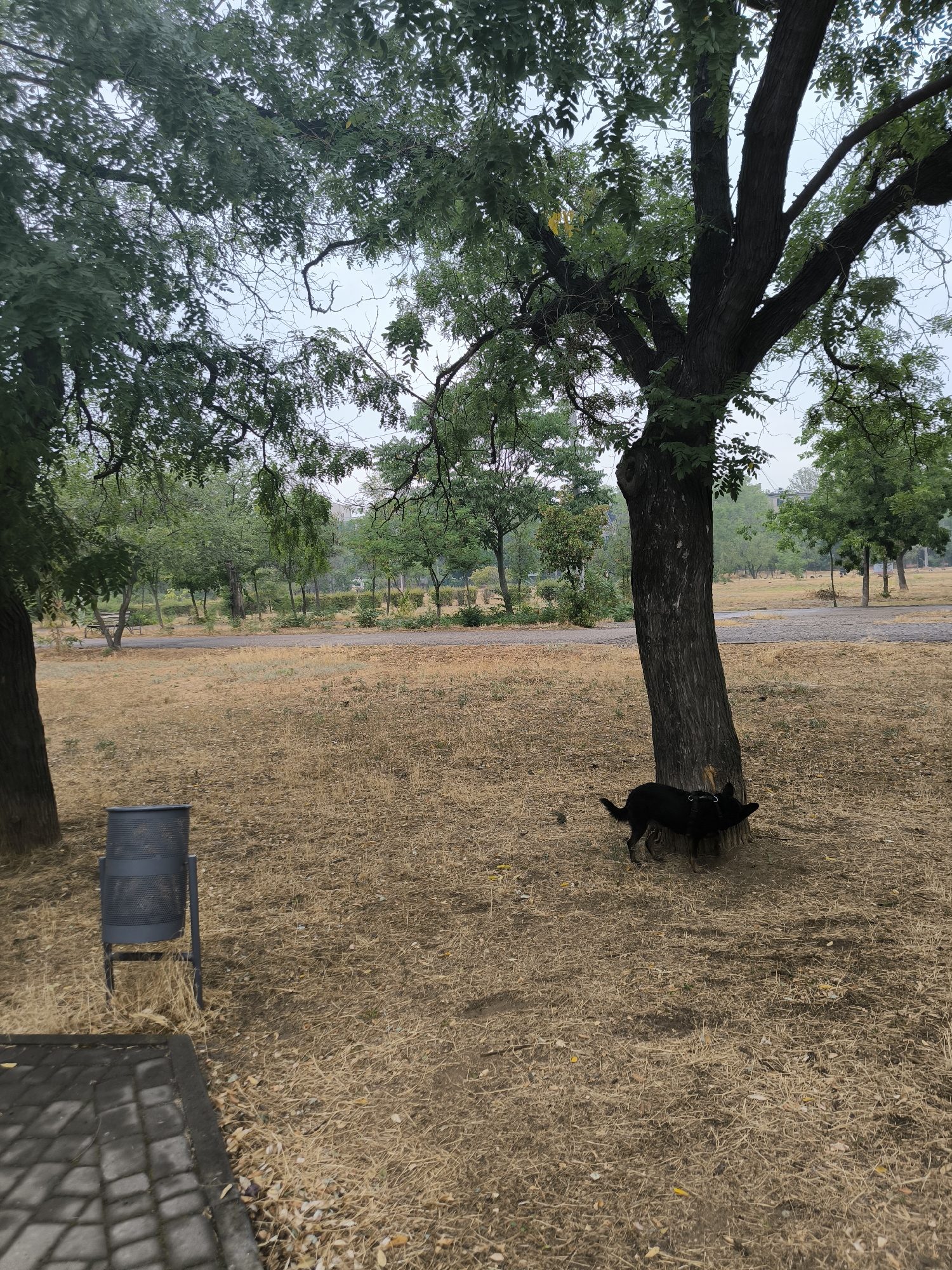 The image depicts a park scene in Mykolaiv, Ukraine. The ground is covered in dry, yellow grass, with a few scattered fallen leaves. A large tree with dark bark dominates the mid-ground, its branches extending upwards and outwards. To the left of the tree, a black dog with a harness is standing, its head low as if sniffing or investigating the base of the tree. In the foreground to the left, a grey metal trash can with a perforated design is visible. A paved walkway with interlocking square stones is also present in the lower left corner of the image. In the background, several other trees are spaced out across the park, with a paved path visible winding through them. Beyond the trees, a building with a light-colored facade can be seen, suggesting an urban or semi-urban park setting. The sky is overcast, contributing to a muted lighting condition.