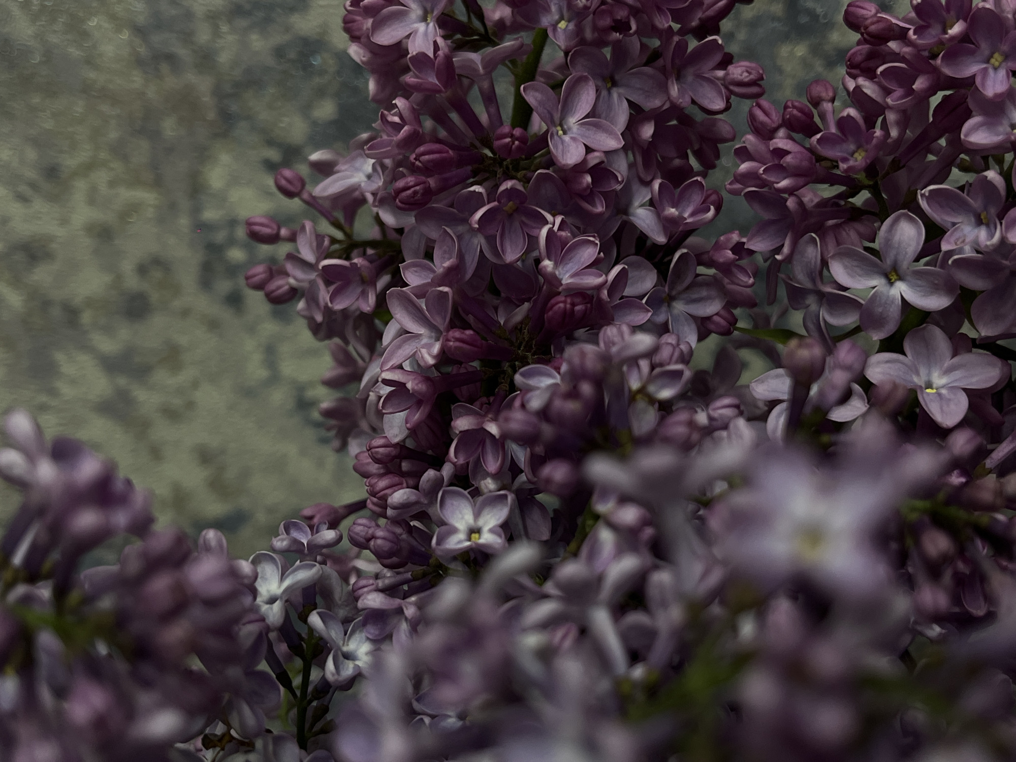 A close-up photograph shows a cluster of purple lilac flowers in full bloom, with a blurred background featuring a mottled grey surface. The depth of field is shallow, emphasizing the detail of the central flowers while others fade into soft focus. The image does not include any recognizable landmarks or people, and therefore, the specific location in Novopokrovskaya, Russia, cannot be verified from the visual information alone. The flowers are the main subject, and their texture and color are prominent.