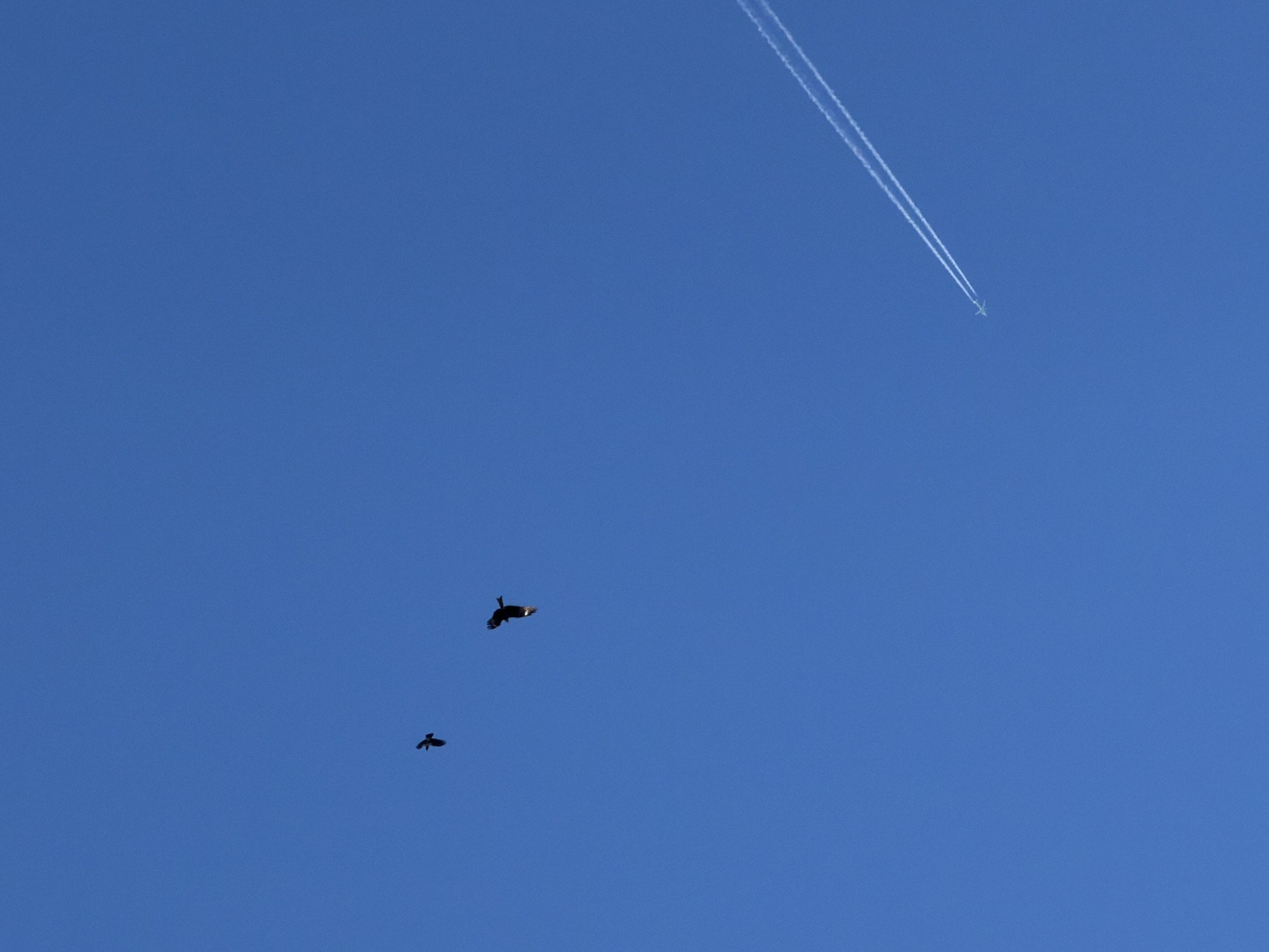 The image shows a bright blue sky. An airplane is flying high in the sky, leaving a contrail behind it. Two birds are flying below the airplane. The location is Chaikovsky, Russia.