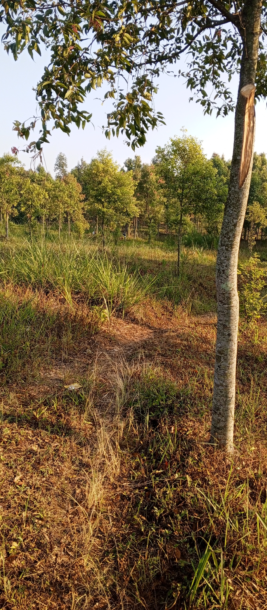 The image depicts a wooded area with young trees planted in rows, characteristic of a plantation or a managed forest. The ground is covered with dry grass and fallen leaves, indicating a rural or natural setting. A prominent tree trunk with a jagged, broken section is visible in the foreground, suggesting damage from a storm or accident. The lighting suggests it is either early morning or late afternoon, with sunlight casting long shadows. The sky is clear and pale blue. The scene is peaceful and undisturbed, with no people or animals present. The overall impression is one of natural growth and the forces of nature impacting the environment. While the provided information mentions the location of Yakkurugala, Sri Lanka, this specific detail cannot be independently verified from the visual content of the image alone.
