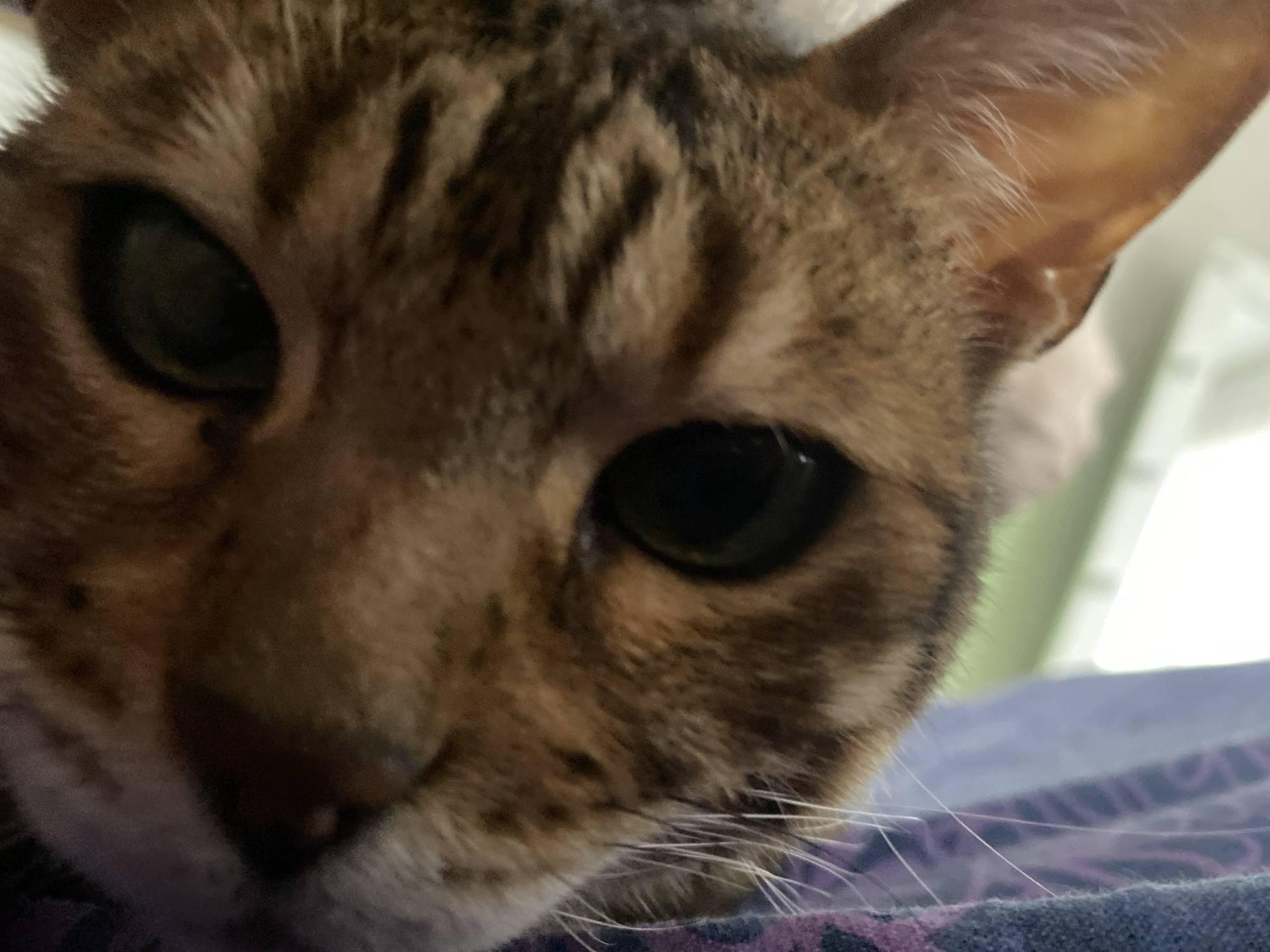 A close-up shot focuses on the face of a brown tabby cat with prominent green eyes. The cat rests its head on a blue and purple patterned surface. Details like the fur pattern on the cat's head, whiskers, and ear are visible. The background is blurry and indistinct. No location in Chaikovsky, Russia is identifiable.