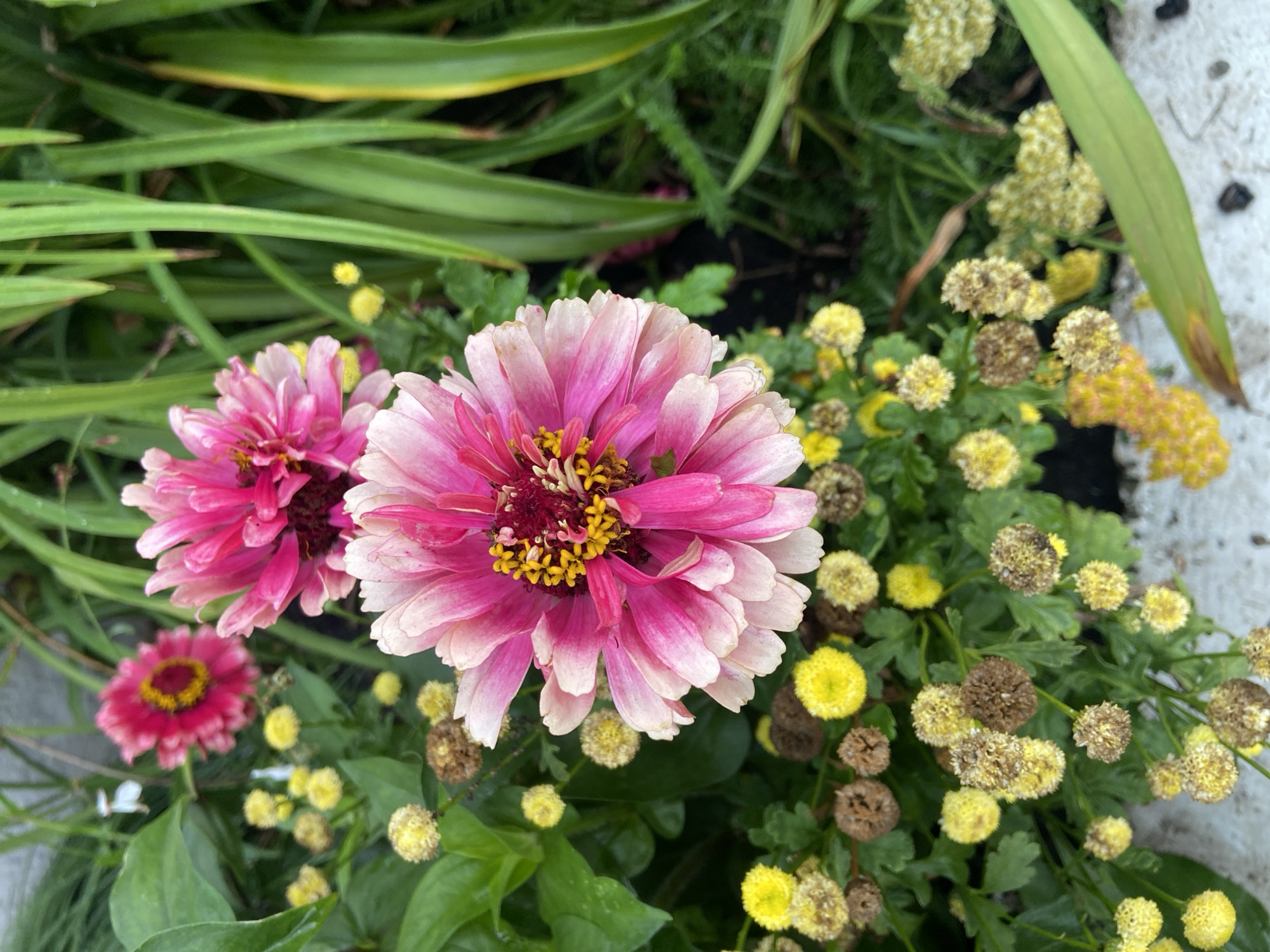 A close-up, eye-level, outdoor, natural light photograph shows a cluster of flowers in a garden. The focus is on two large, vibrant pink and white zinnias with yellow centers. Surrounding them are numerous smaller, round, yellow flowers and some dried seed heads. Tall, green, blade-like plants are visible in the background, adding depth to the composition. The flowers appear wet, suggesting recent rain. The scene is devoid of any human presence or activity. The image does not contain any elements that would specifically place it in Irkutsk, Russia.