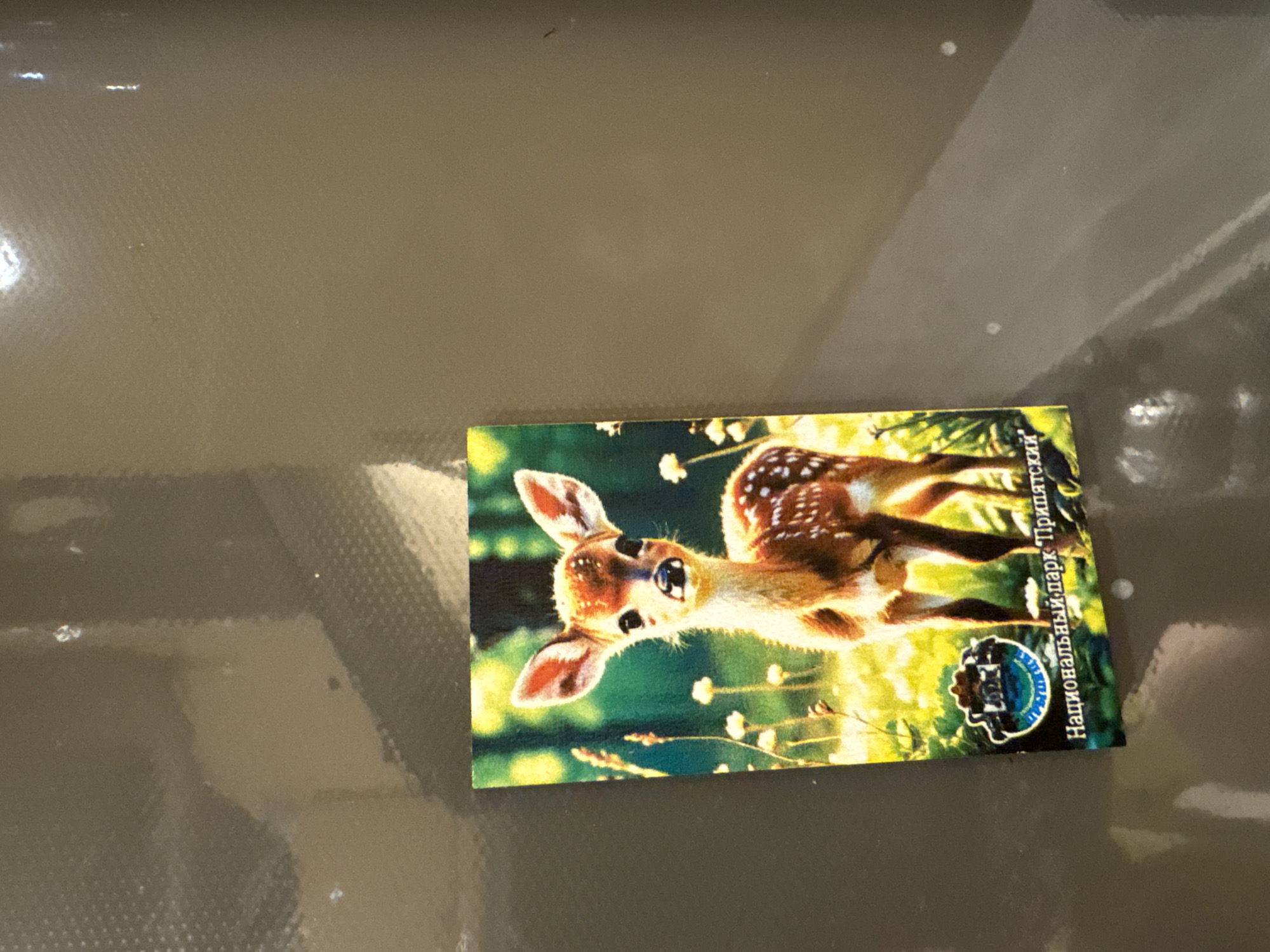 The image is a close-up photograph of a postcard with a fawn in a sunlit forest setting. The fawn is in the center of the postcard, facing the viewer. It has large ears, spotted fur, and is standing amongst tall grass and small white flowers. At the bottom of the postcard, there is a logo and text in Cyrillic script that reads "Национальный парк Припятский". The postcard is placed on a reflective surface, possibly a refrigerator door, with some glare and a textured background. There is no indication of the location being in Minsk, Belarus; the text on the postcard refers to Pripyatsky National Park, which is located in Belarus.