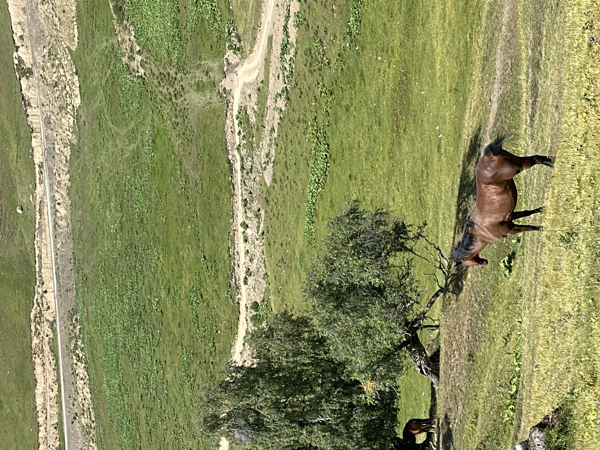 The image depicts a pastoral scene in the city of Lunnaya Polyana, Russia. Two horses are present, one dark brown horse standing in a grassy field in the foreground, facing right, and another smaller, darker horse partially visible under a tree on the left side of the frame. Two large trees with green foliage dominate the middle ground, casting shadows on the grass. The background features a gently sloping green hillside with a winding dirt road visible across it. The overall environment is natural and rural, with a focus on the horses and the landscape.