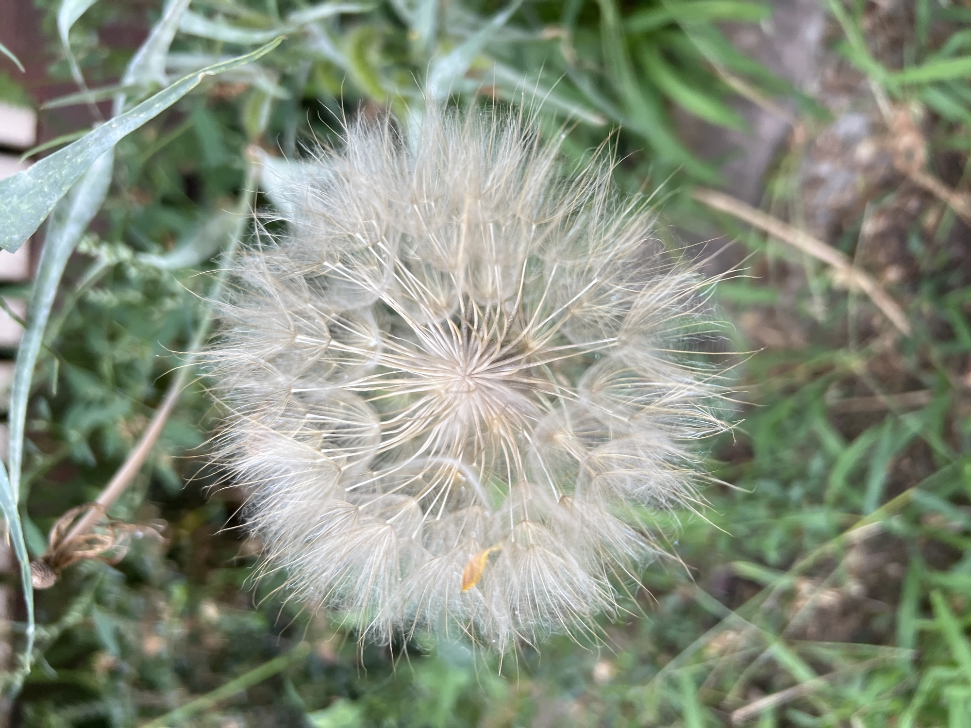 A close-up, overhead shot showcases a fluffy dandelion seed head in Fontanka, Ukraine. The seed head is the primary subject, with its delicate white filaments radiating outwards. A small, orange insect is visible on one of the filaments. The background is a blur of green foliage, suggesting a natural outdoor setting. The lighting is soft, and the image has a shallow depth of field, focusing attention on the dandelion.