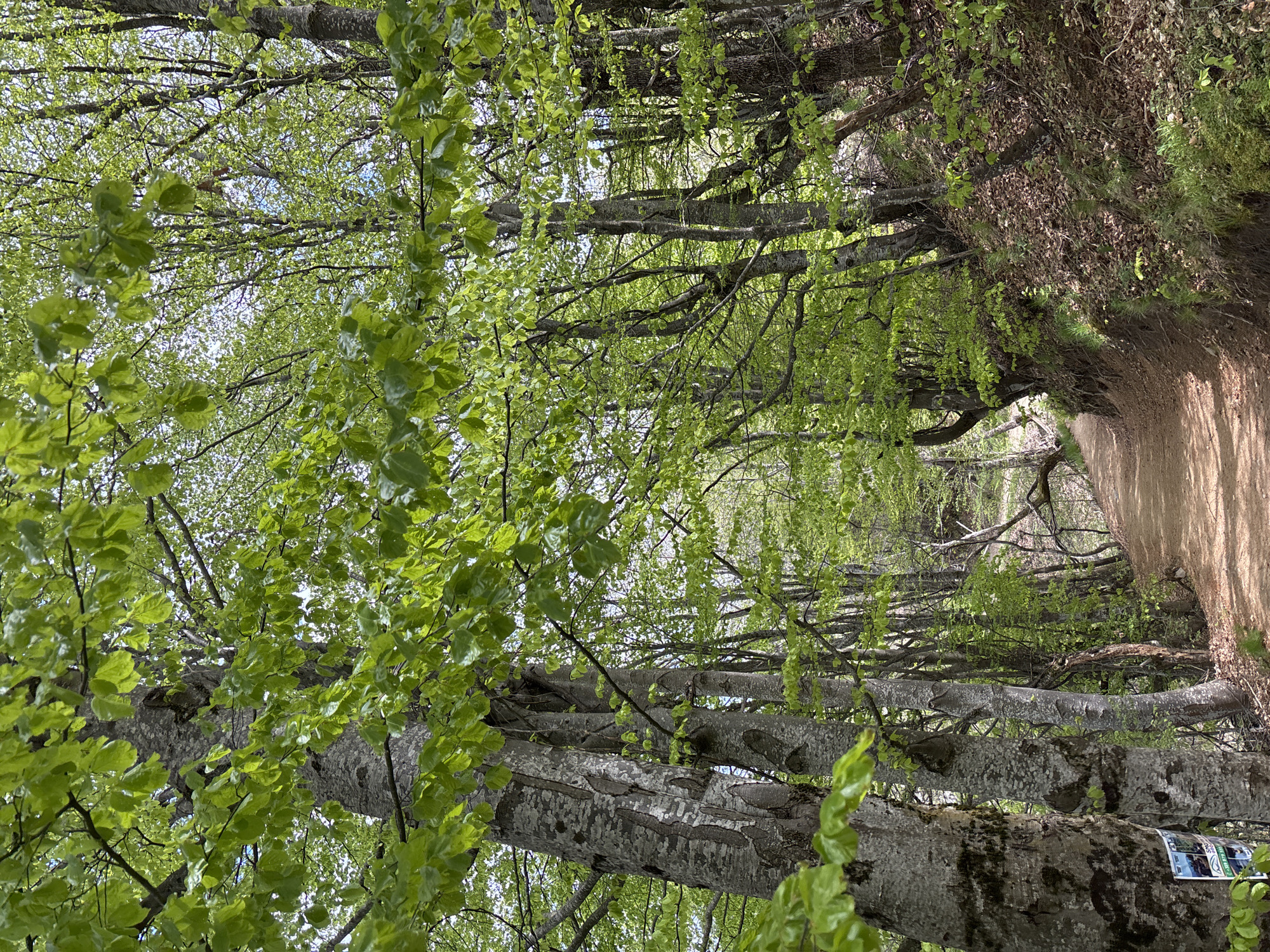 The image shows a tree-lined path in a wooded area. The trees have light gray trunks with green leaves. A dirt path runs alongside the trees. The image was taken in Gradat, Bulgaria.