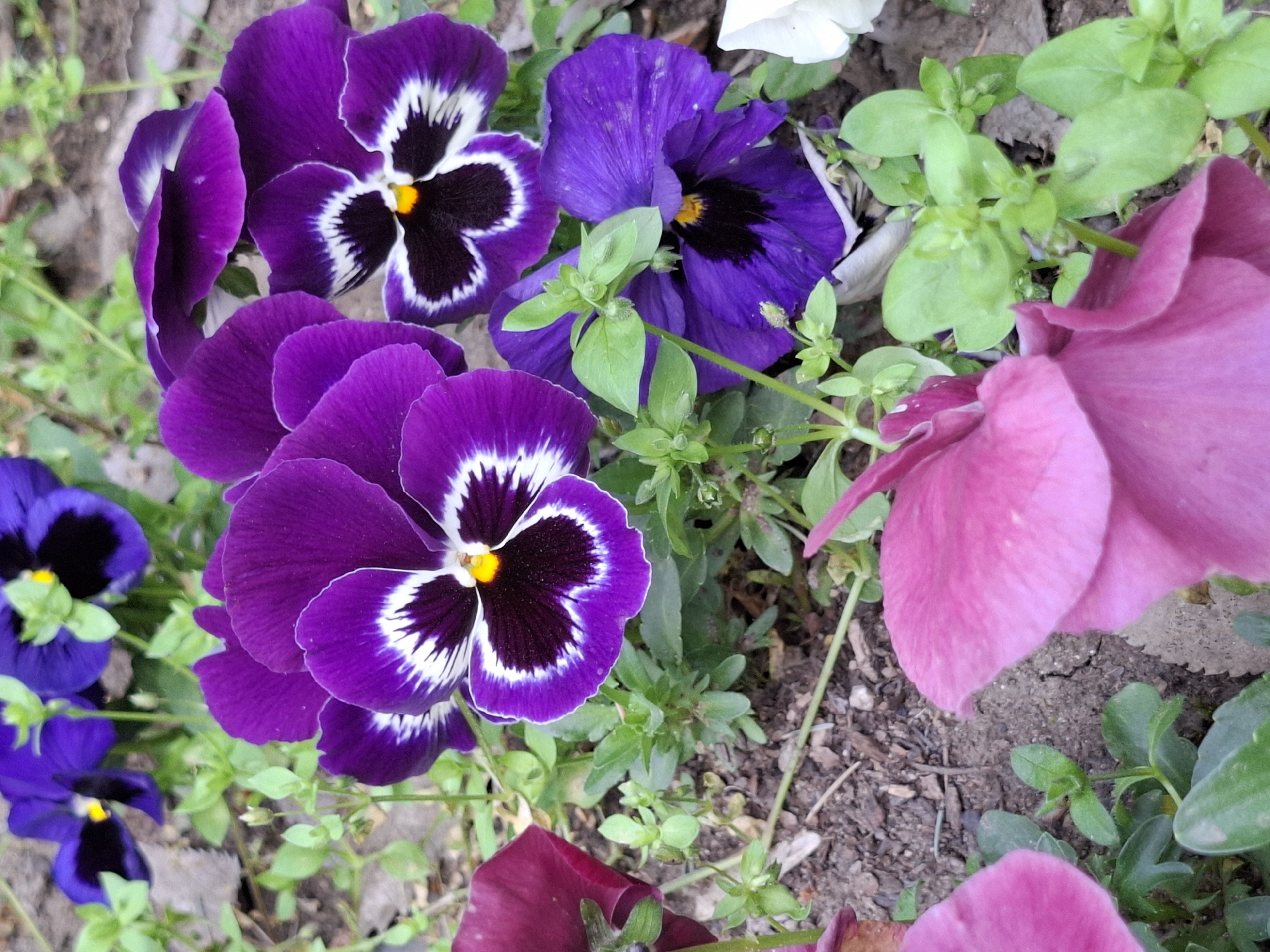 This close-up, high-angle photograph captures a vibrant display of pansy flowers in a garden setting in Plovdiv, Bulgaria. The scene is dominated by numerous pansies in various shades of purple and pink.
The main subjects are several purple pansies. Prominently featured are blooms with deep purple petals, distinct dark purple or black centers, and contrasting white or light purple outlines on their inner edges. Other pansies are a uniform dark violet or deep purple. Towards the right side and bottom of the frame, large, soft pink or magenta pansy petals and partially visible blooms add another rich color to the composition.
Interspersed among the flowers is fresh green foliage, consisting of small leaves and delicate stems, providing a natural backdrop. The ground visible beneath the plants is dark, earthy soil with some scattered organic debris, typical of a garden bed.
The photograph depicts a static scene of blooming flowers, with no specific activity taking place. The natural lighting suggests it is daytime, illuminating the petals softly without creating harsh shadows, which accentuates their velvety texture. The image focuses on the intricate details and varied hues of the pansies, presenting a colorful and serene floral arrangement. There is no visible text in the image.