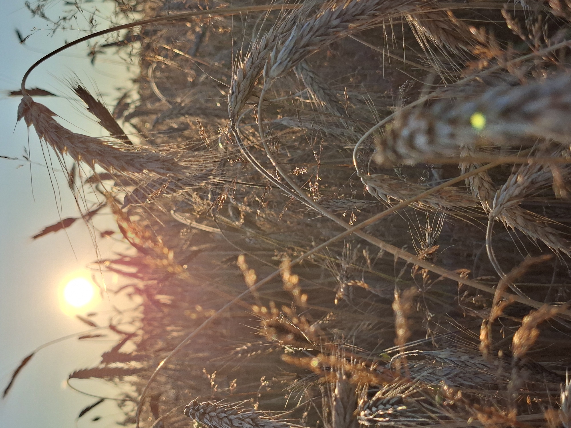 The image depicts a close-up view of a wheat field during sunset. The sun, a bright orb, is partially obscured by the golden stalks of wheat, casting a warm, hazy glow. The stalks are dry and mature, with visible grains, and many are bent, creating a sense of movement and texture. The lighting suggests a late afternoon or early evening scene. There are no people or animals visible in the frame. The environment is natural, with the focus on the agricultural landscape. The overall impression is one of a peaceful and serene rural setting. It is not possible to determine the exact location within Славенскі сельскі Савет, Belarus from the image alone.