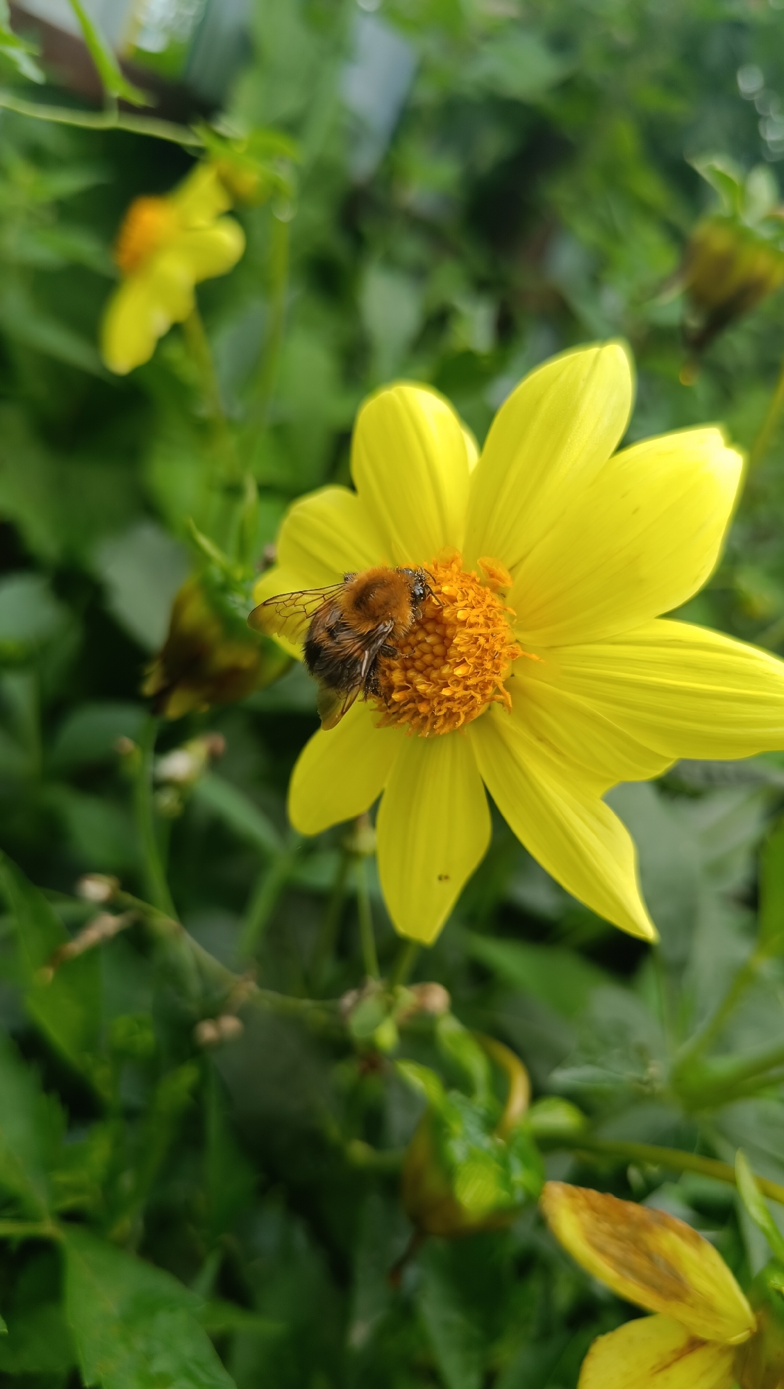 A close-up, vertical shot captures a bumblebee foraging on the center of a bright yellow flower. The bee, with its fuzzy brown and black body, is positioned on the flower's orange disc florets. The flower has large, yellow ray florets that extend outward. In the background, out-of-focus green foliage and other yellow flowers are visible. The scene appears to be a natural setting, likely a garden or park. The image quality is clear, with good focus on the main subject. There is no information to suggest this location is in Karsha, Russia.