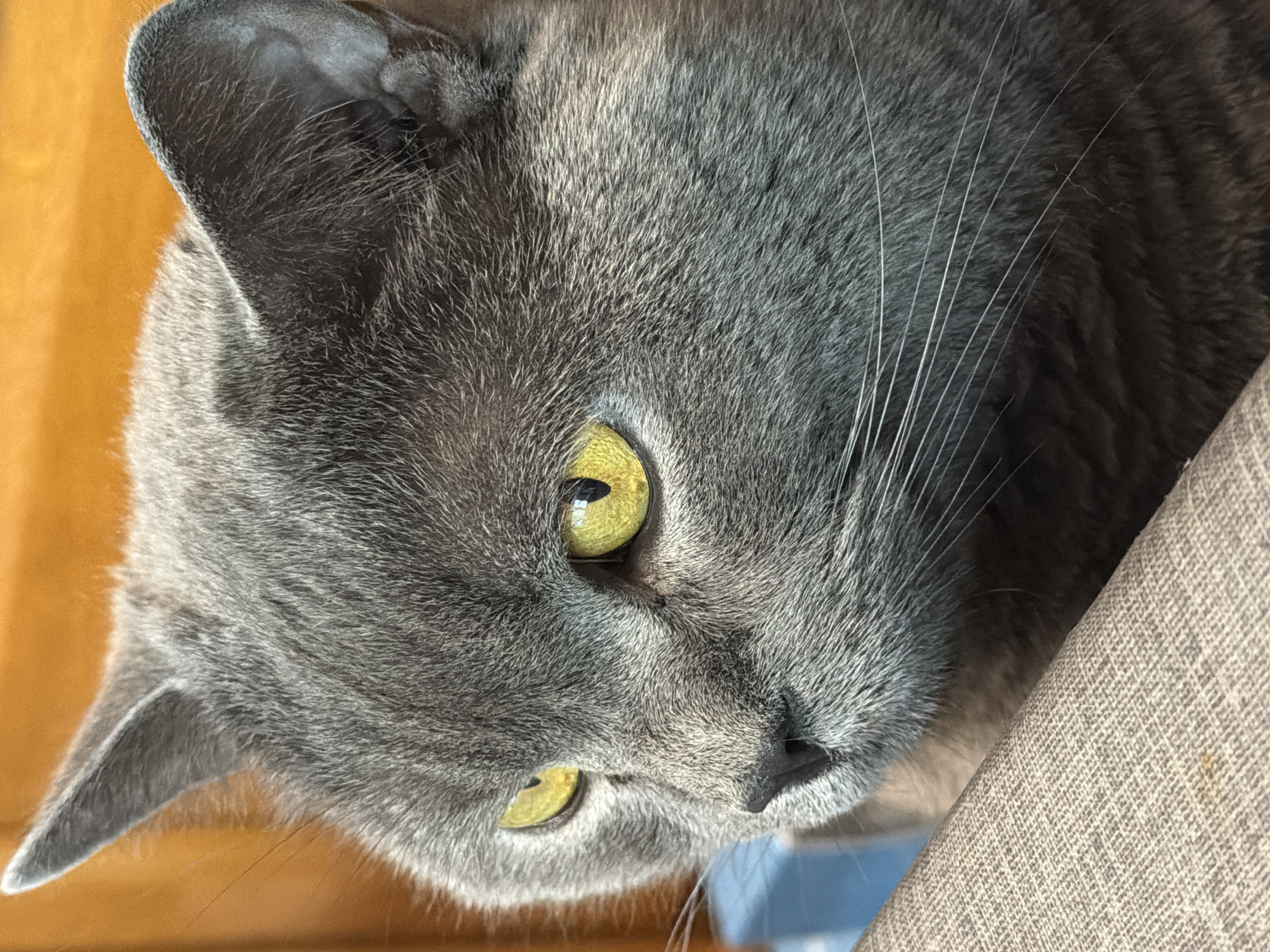 A close-up portrait of a grey cat's face is featured, with its yellow eyes looking to the left. The cat's fur is short and dense. The background is blurred, showing a wooden surface and a hint of a blue object. A textured brown surface occupies the bottom left corner of the frame. The image does not contain any information that allows for the determination of its location in Rome, Italy.