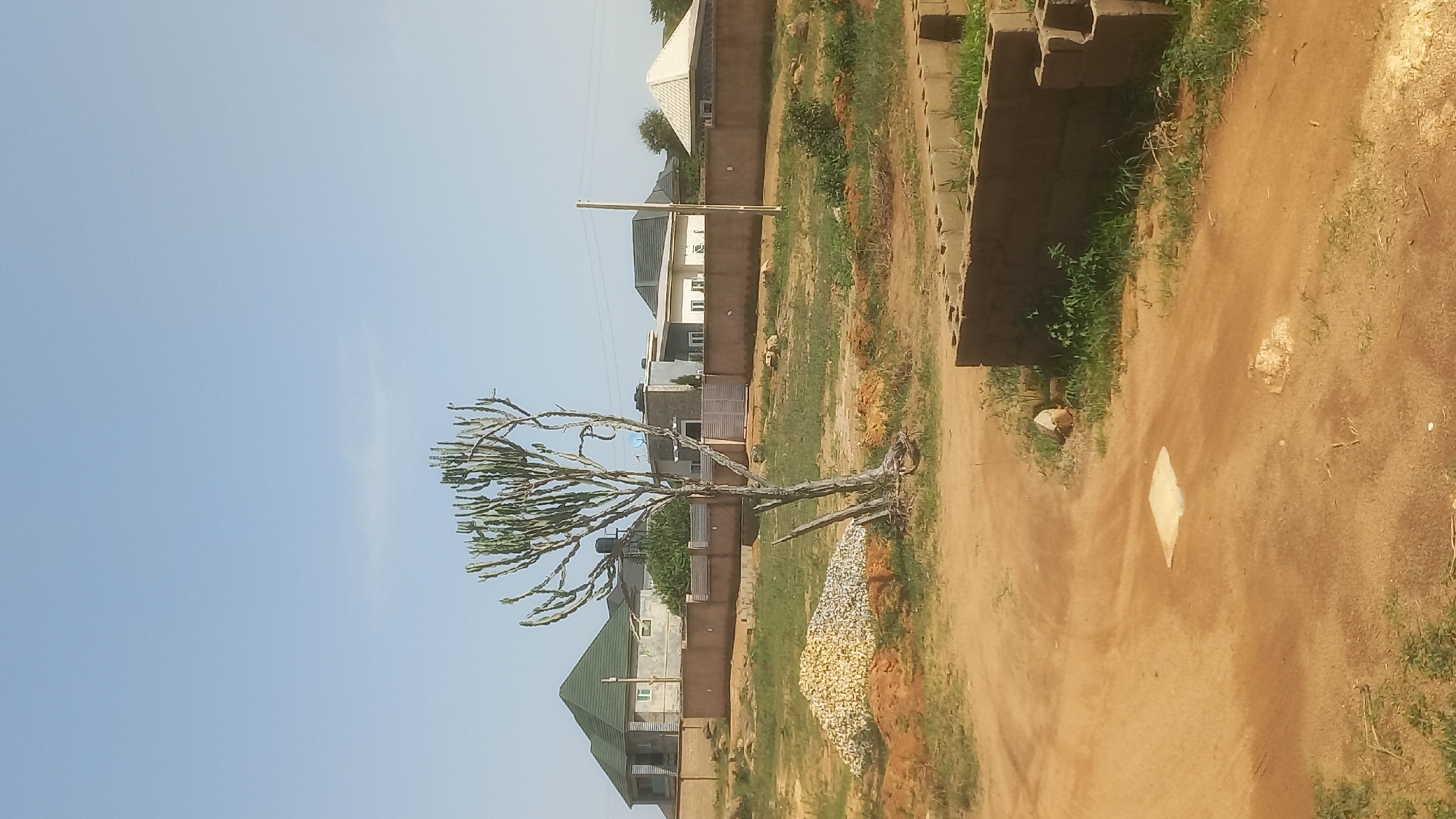 The image depicts an outdoor scene in Kwang, Nigeria, featuring a semi-arid environment with residential structures under construction or recently completed. In the foreground, a dirt road curves through a landscape dotted with sparse vegetation and piles of building materials, including gravel and cinder blocks. A notable element is a tall, spiky tree with a thin trunk, centrally positioned in the mid-ground. Beyond the tree, a low, tan-colored wall encloses several houses, distinguished by their distinct roof designs and architectural styles, with one featuring a prominent green, pyramid-shaped roof. The sky is clear and blue, suggesting a sunny day. The overall impression is one of a developing residential area.