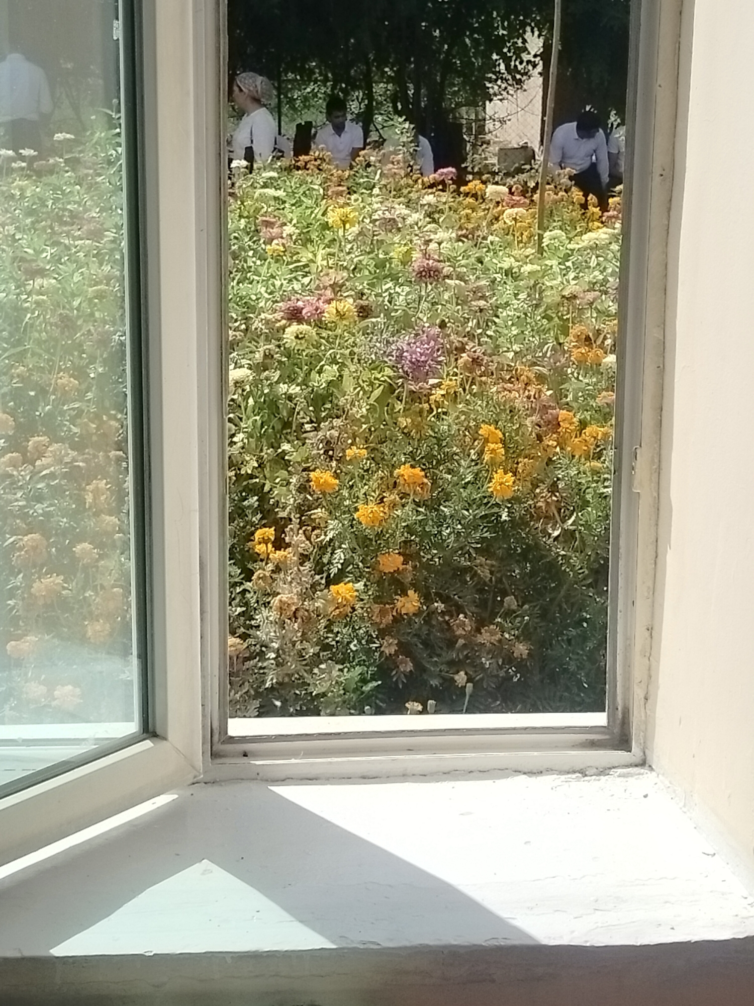 A medium-shot, slightly angled photograph captures a garden seen through a window. The window frame is white and slightly aged. The left side of the image shows the reflection of what appears to be a person in white attire through the glass. The right side of the window looks out onto a vibrant flower garden with a variety of colorful flowers, predominantly yellow and pink, with green foliage. In the background of the garden, several people are visible, some wearing white shirts. One person, further in the background, is bent over, possibly tending to the plants. The garden appears to be a sunny outdoor space, with shadows cast on the white windowsill in the foreground. The scene is set in a domestic or public garden environment.