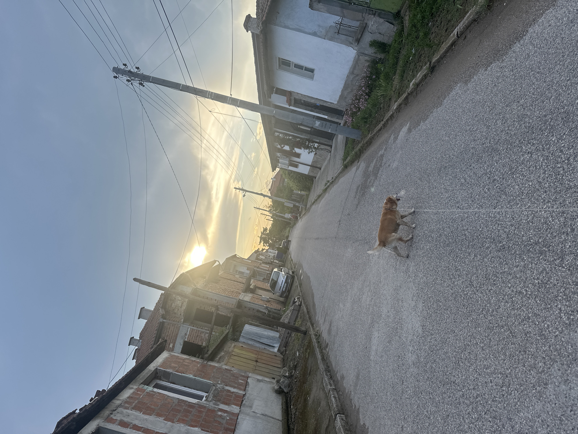 An outdoor photograph captures a residential street scene in Svilengrad, Bulgaria, at what appears to be late afternoon or early evening. The sun, low in the sky, casts a warm, golden light across the scene, creating a lens flare and illuminating scattered clouds.
In the foreground and extending towards the middle of the paved street, a light brown or golden-colored dog is walking on a leash, moving away from the viewer. The street is lined with buildings on both sides. On the left, there's a structure with exposed red brickwork, suggesting it is either unfinished or undergoing renovation, featuring visible windows. On the right, older, single-story houses with white plastered walls and traditional tiled roofs are present, some with small patches of greenery.
A tall concrete utility pole with numerous overhead power lines is prominent on the left side of the street, extending across the frame. Further down the street, a grey car is parked on the left side.
A license plate on the parked car is partially visible and reads 'CB 1300 BM', indicating a Bulgarian registration. No other discernible text is visible. The scene depicts a peaceful, everyday moment in a residential area under the warm glow of the setting sun.